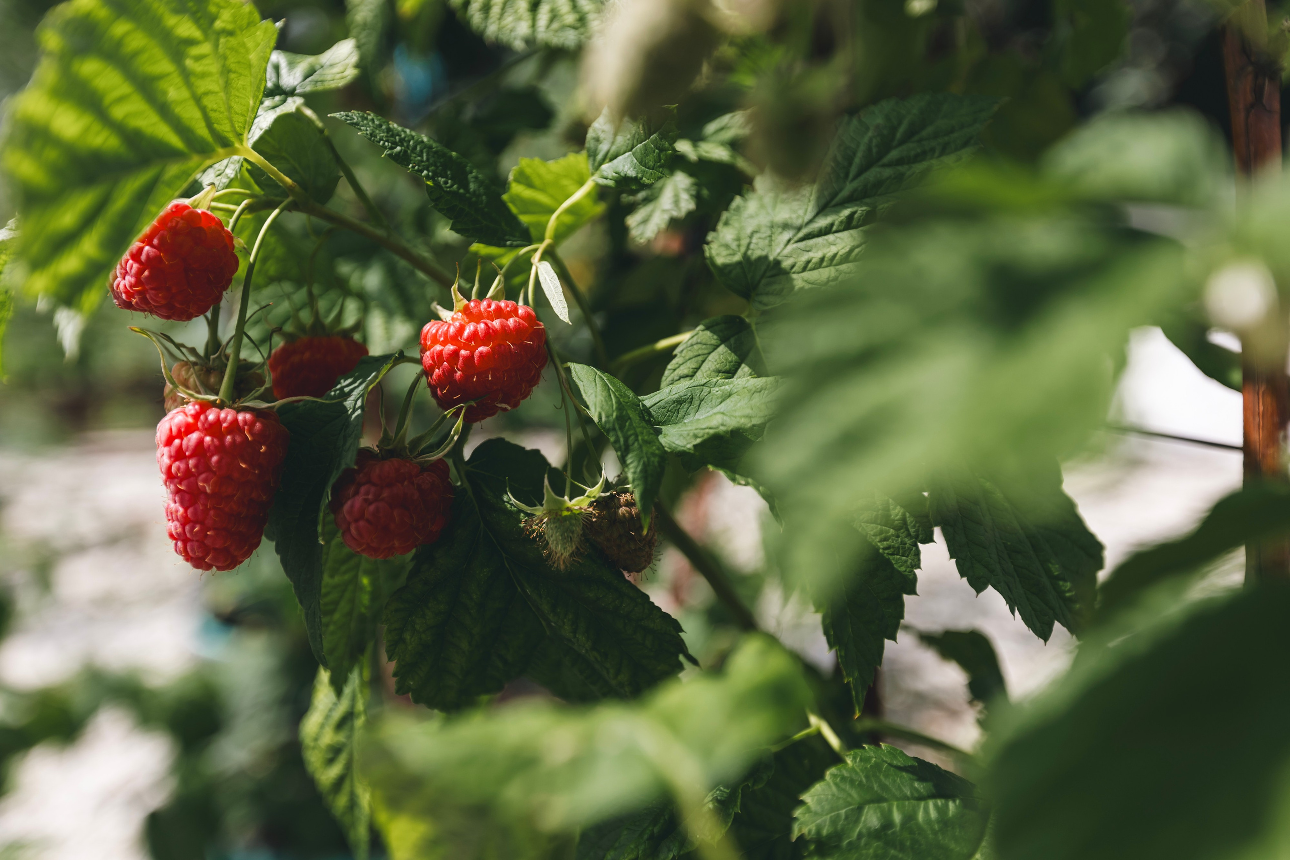 Любовь Георгиевна Пономарева. Садовод и ландшафтный дизайнер. Репортажный фотограф Наталья Лапцевич