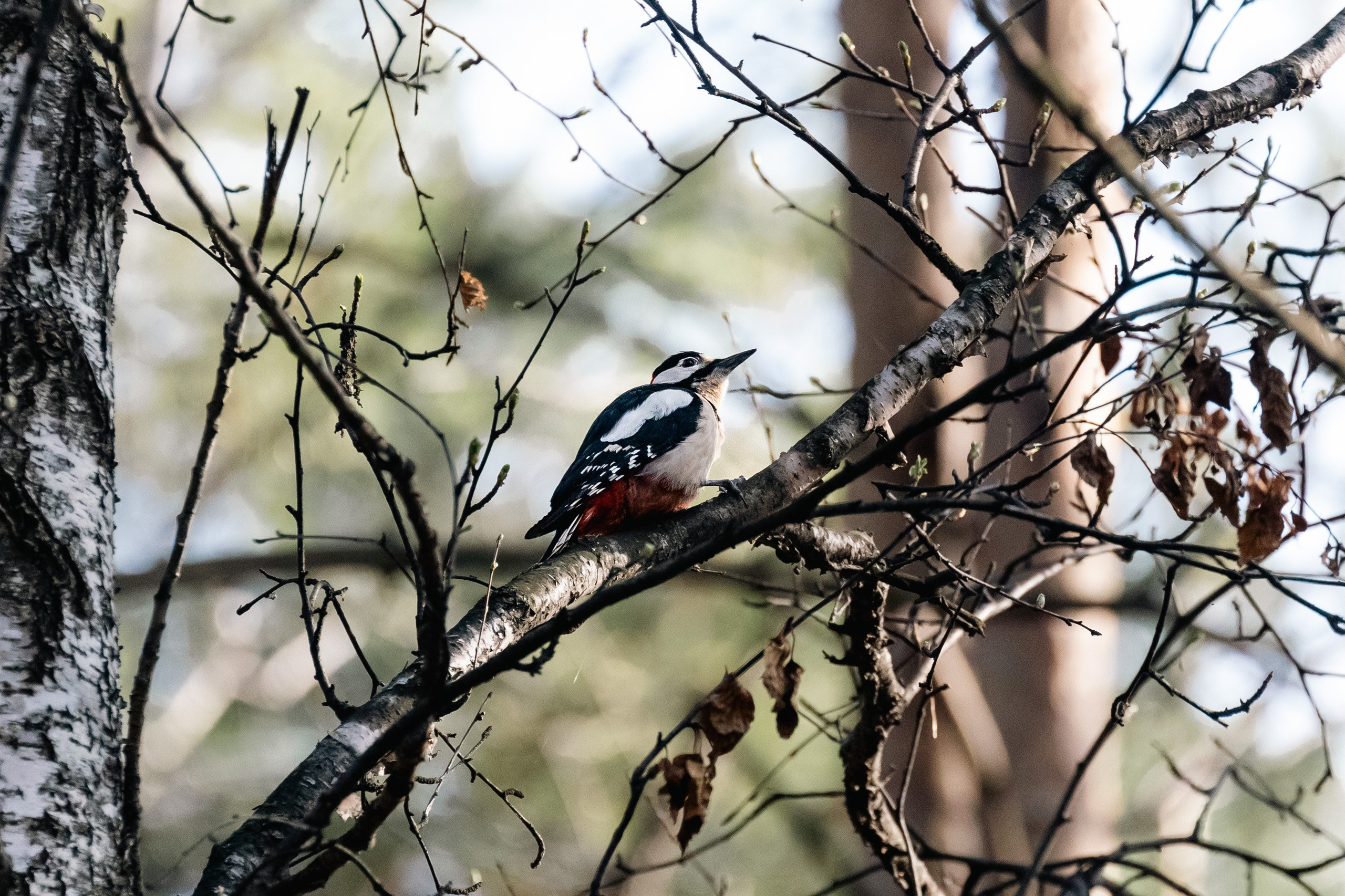 Георгий Кравченко. Инженер и орнитолог. Репортажный фотограф Наталья Лапцевич
