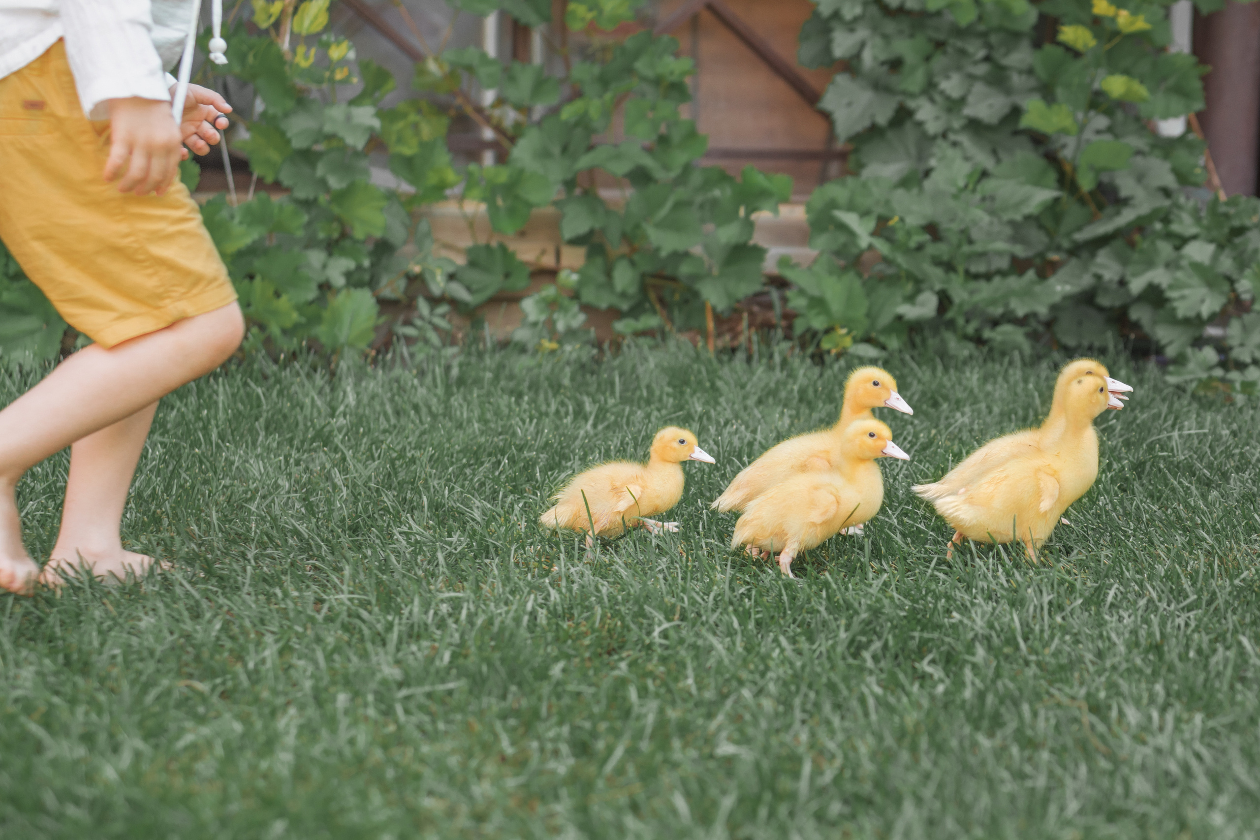Федя и цыпы. Церковный фотограф на Таинство Крещения и Венчания в Оренбурге и Оренбургской области Екатерина Белкина
