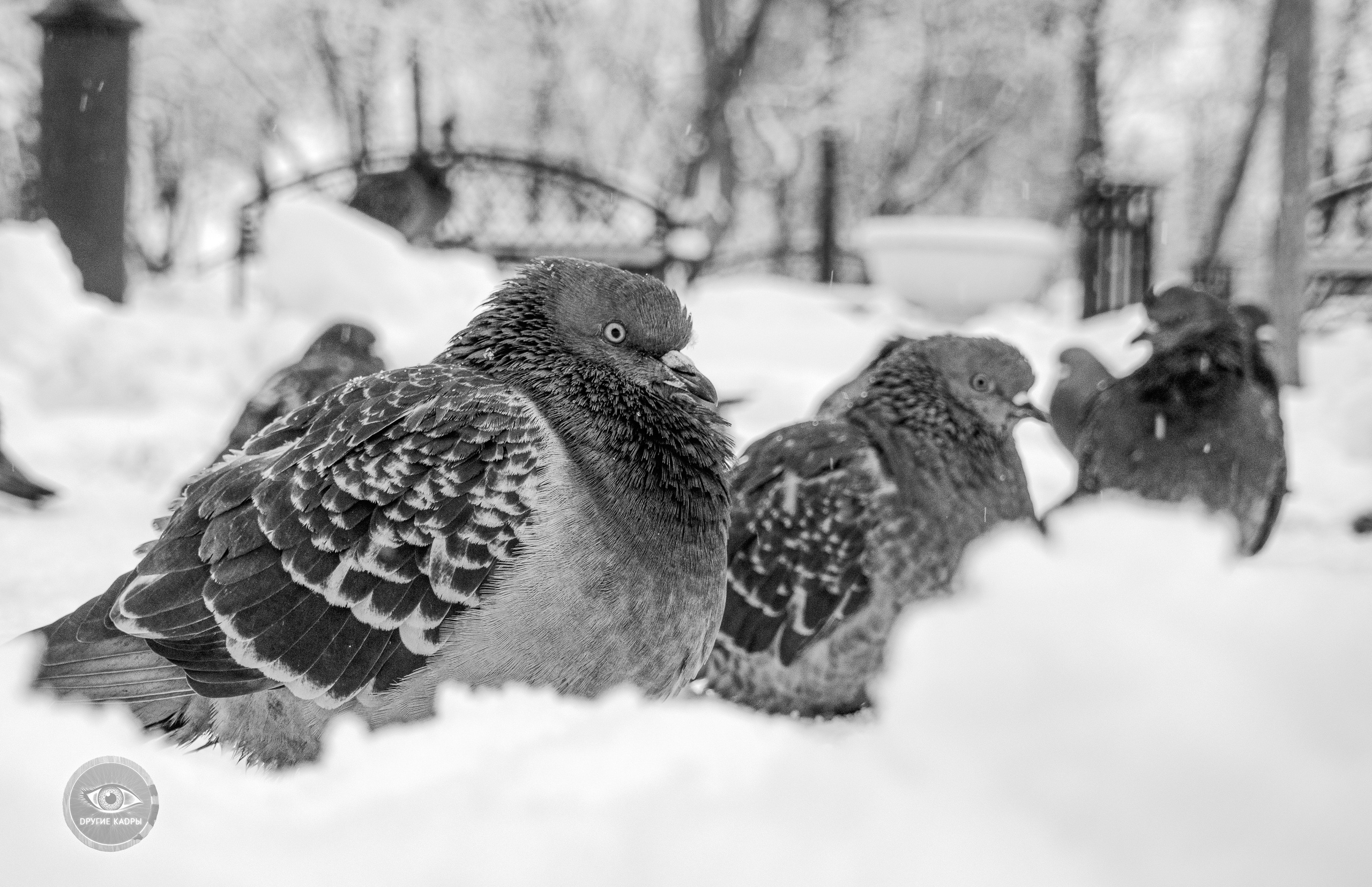 Мартовский снегопад и заторможенные голуби