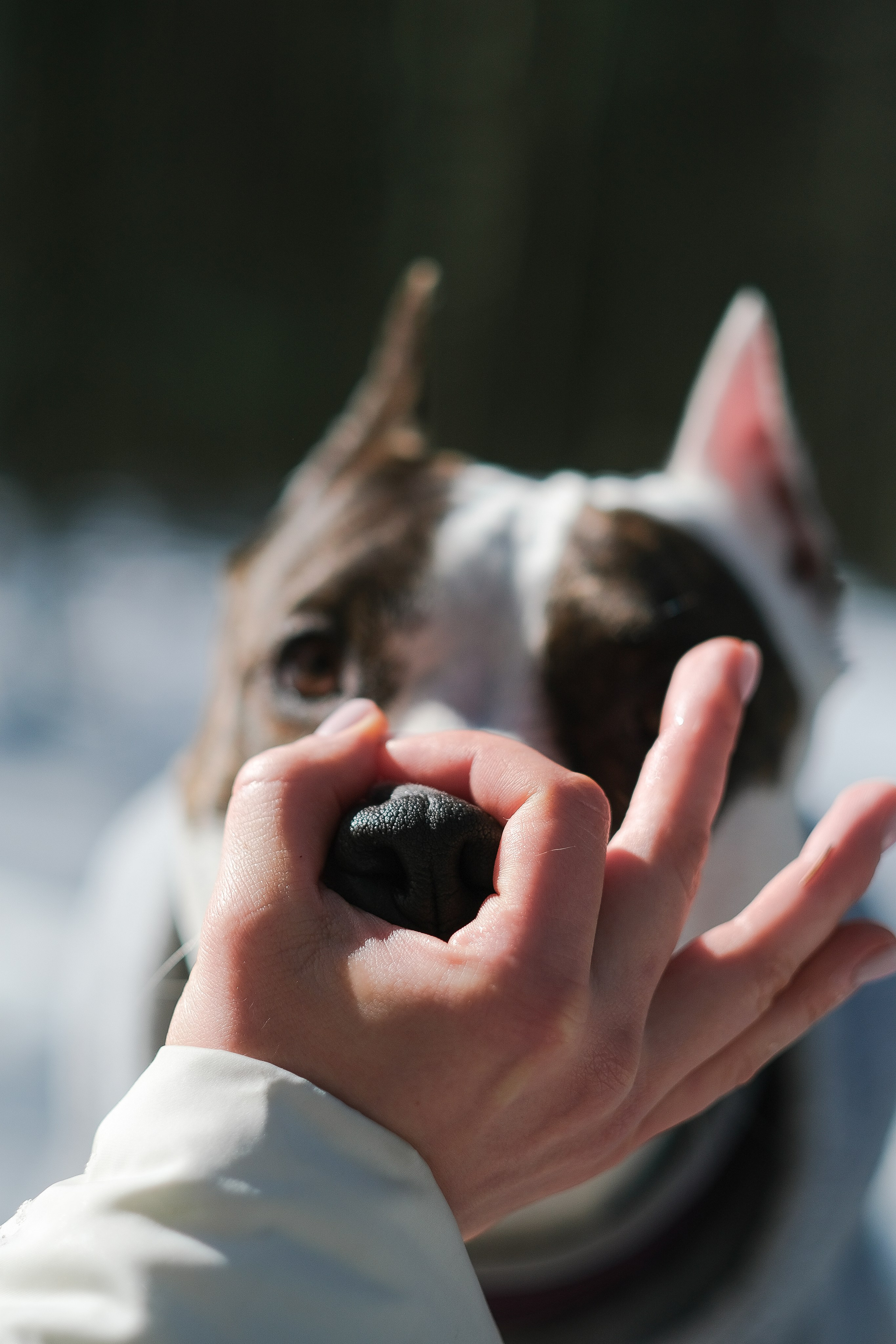 Женя, Афра и Молли. Фотограф и видеограф анималист Аганина Дарья