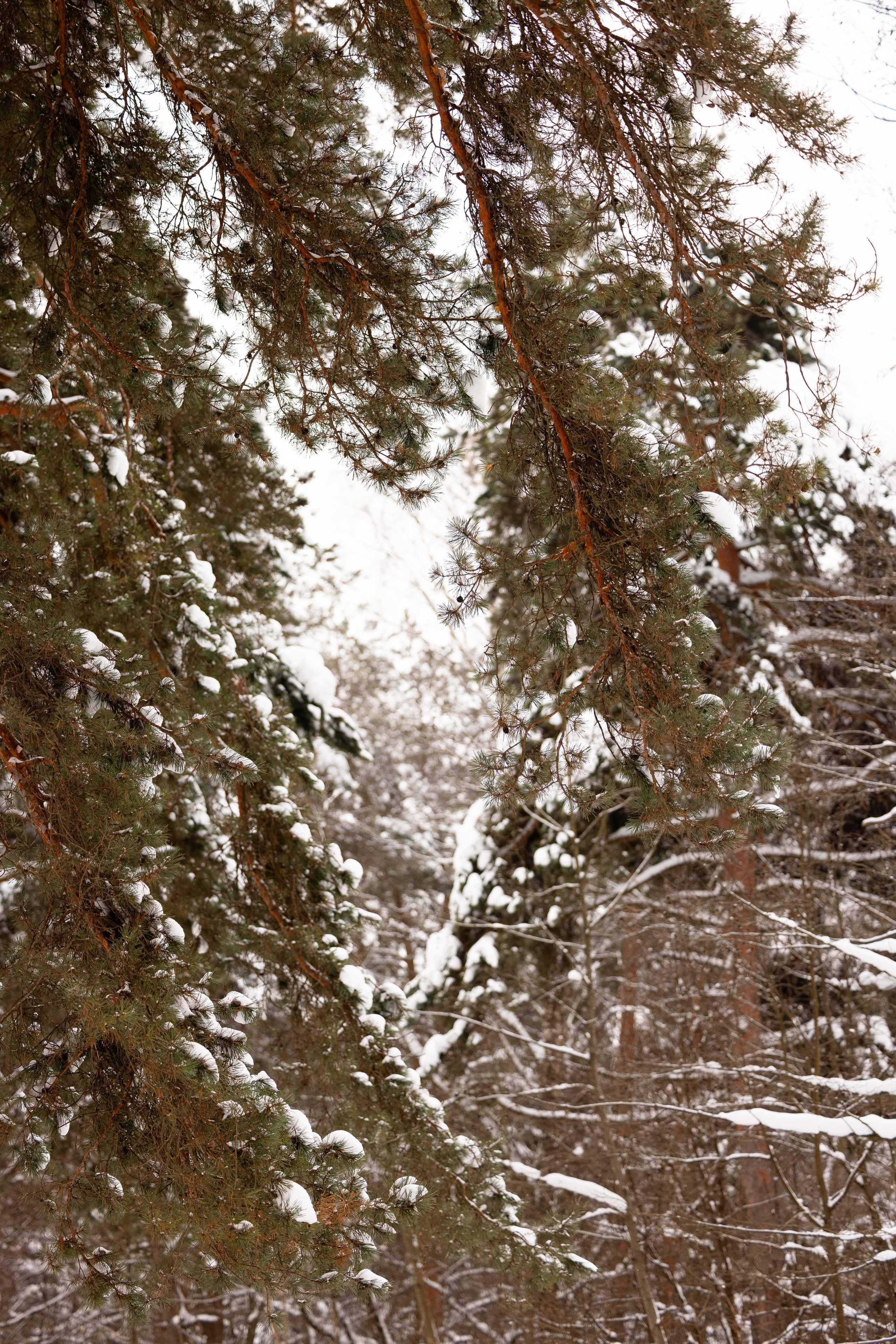Юми, Серж и Тоши. Фотограф и видеограф анималист Аганина Дарья