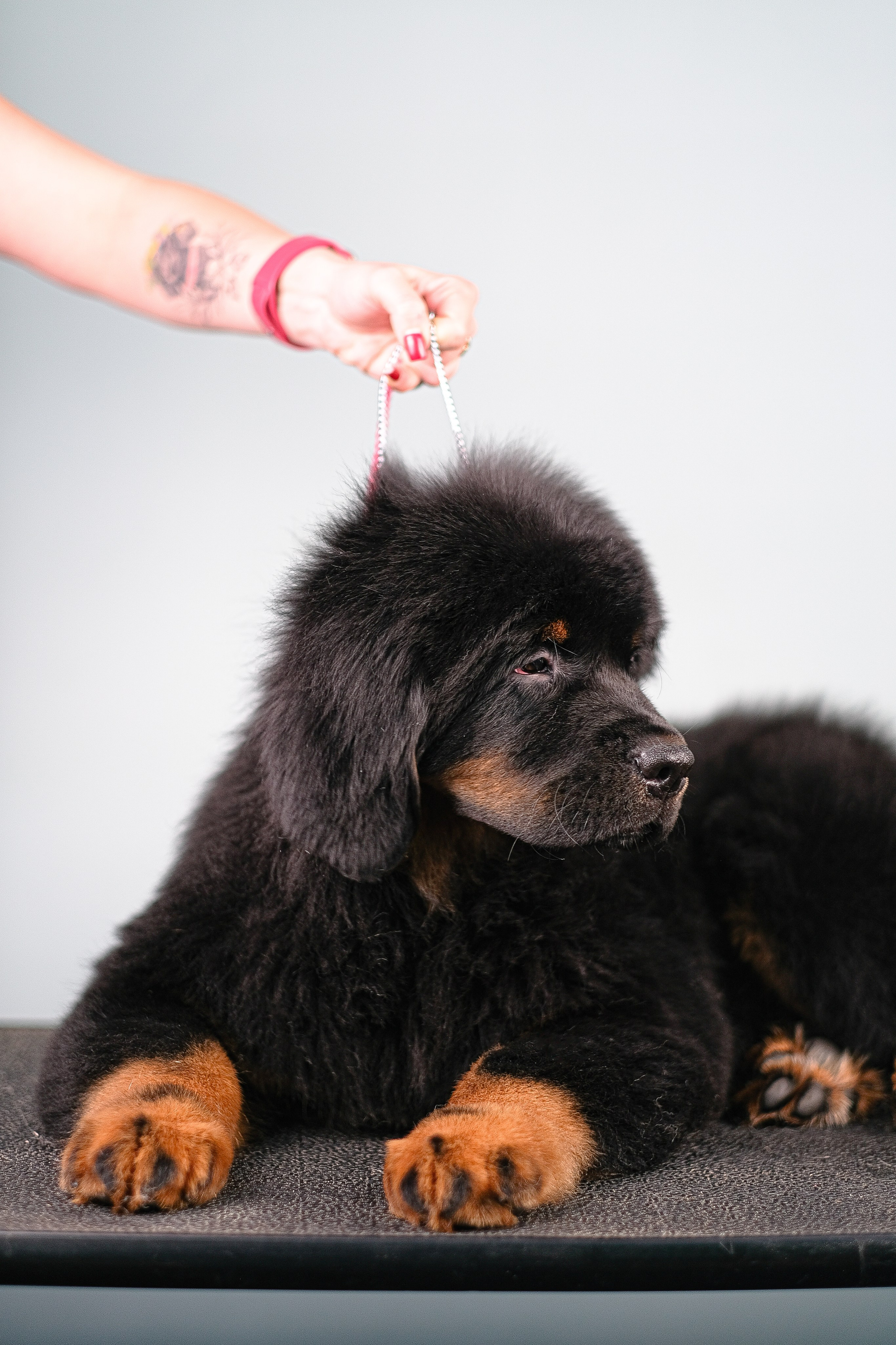 Тибетский мастиф. Фотограф и видеограф анималист Аганина Дарья