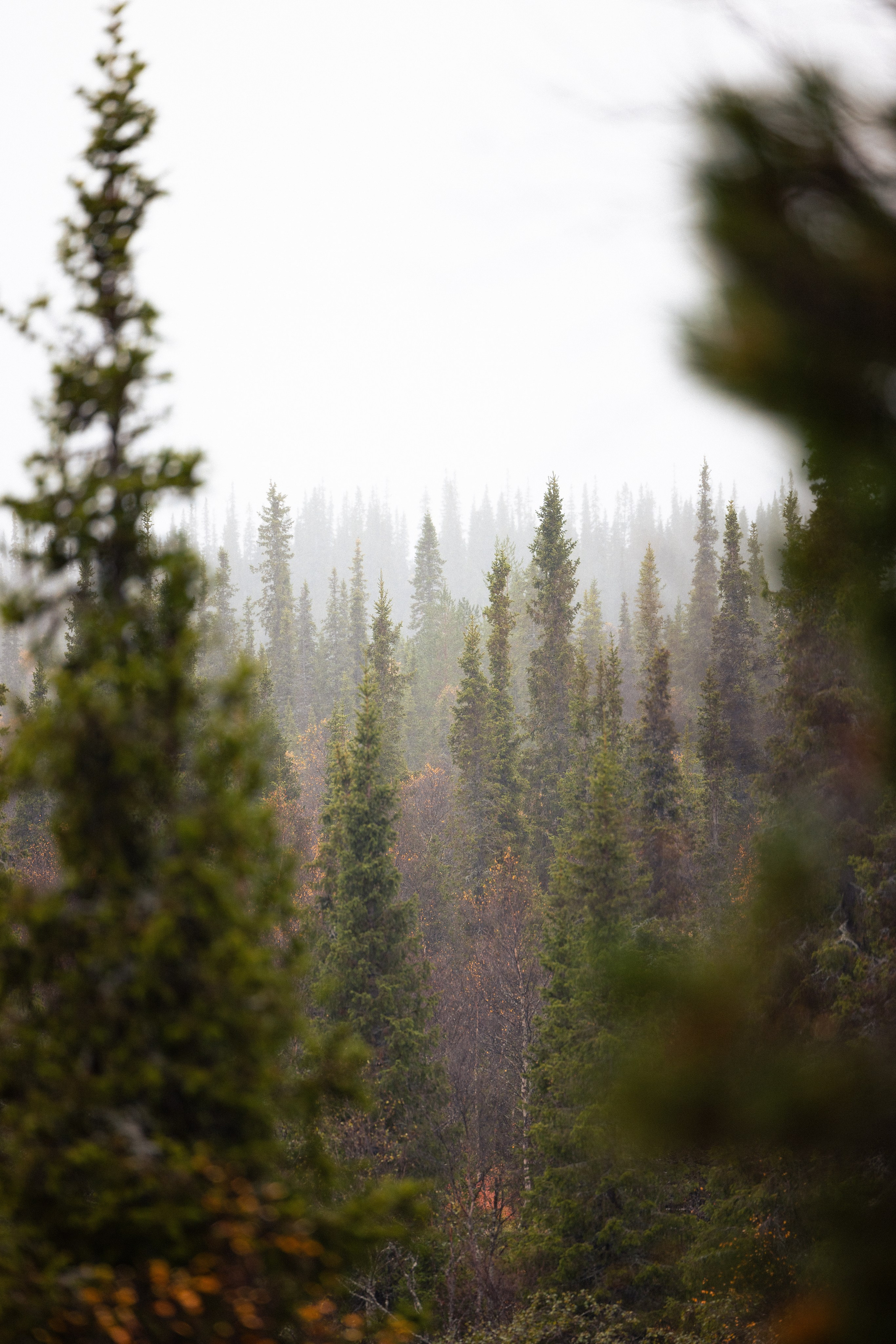 Кольский. Фотограф и видеограф анималист Аганина Дарья
