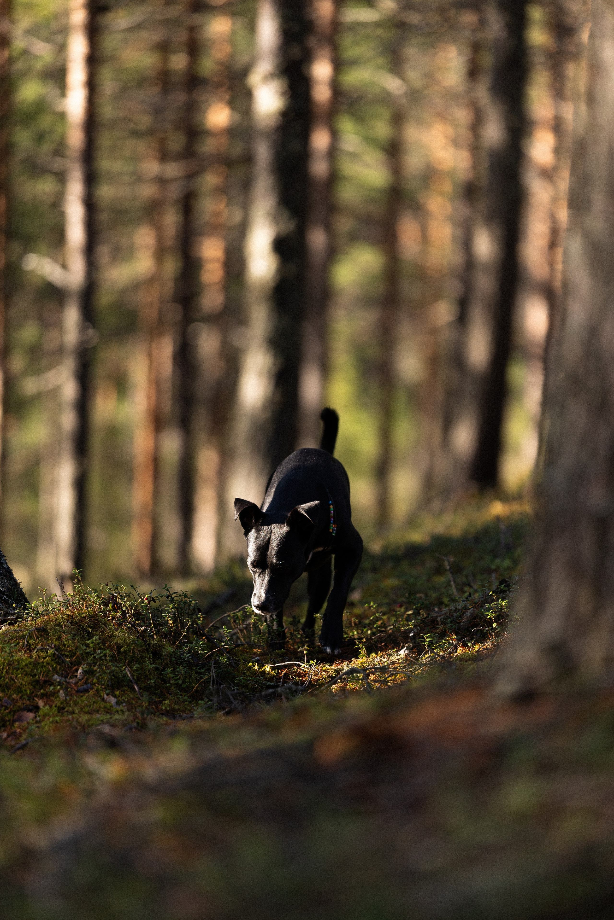 Karelia. Фотограф и видеограф анималист Аганина Дарья