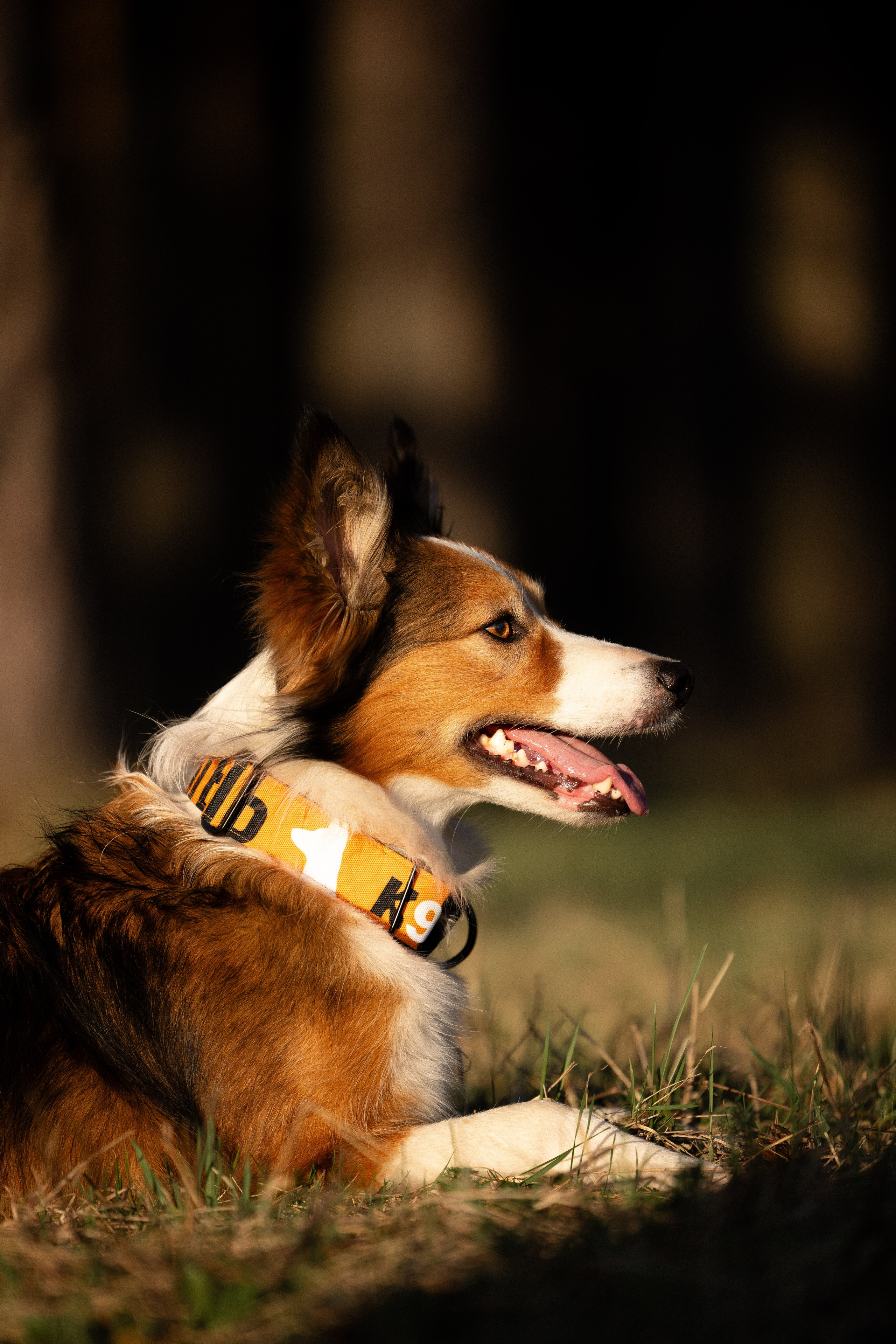 Разношерстная компания. Фотограф и видеограф анималист Аганина Дарья