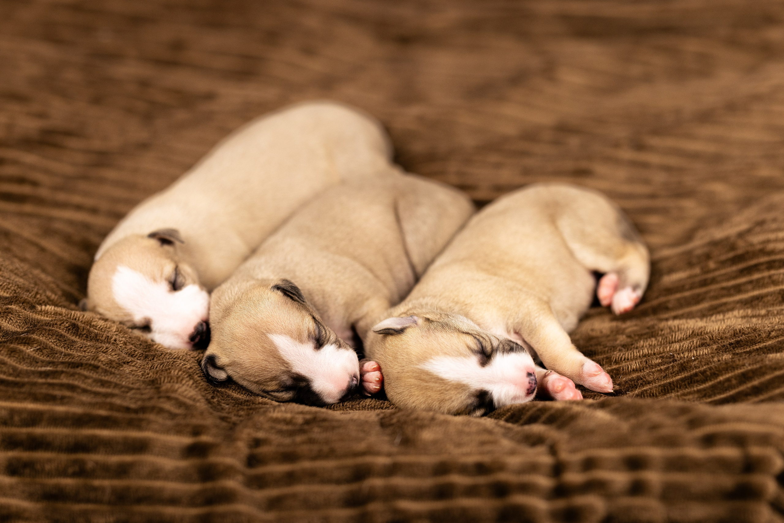Уиппет. Фотограф и видеограф анималист Аганина Дарья