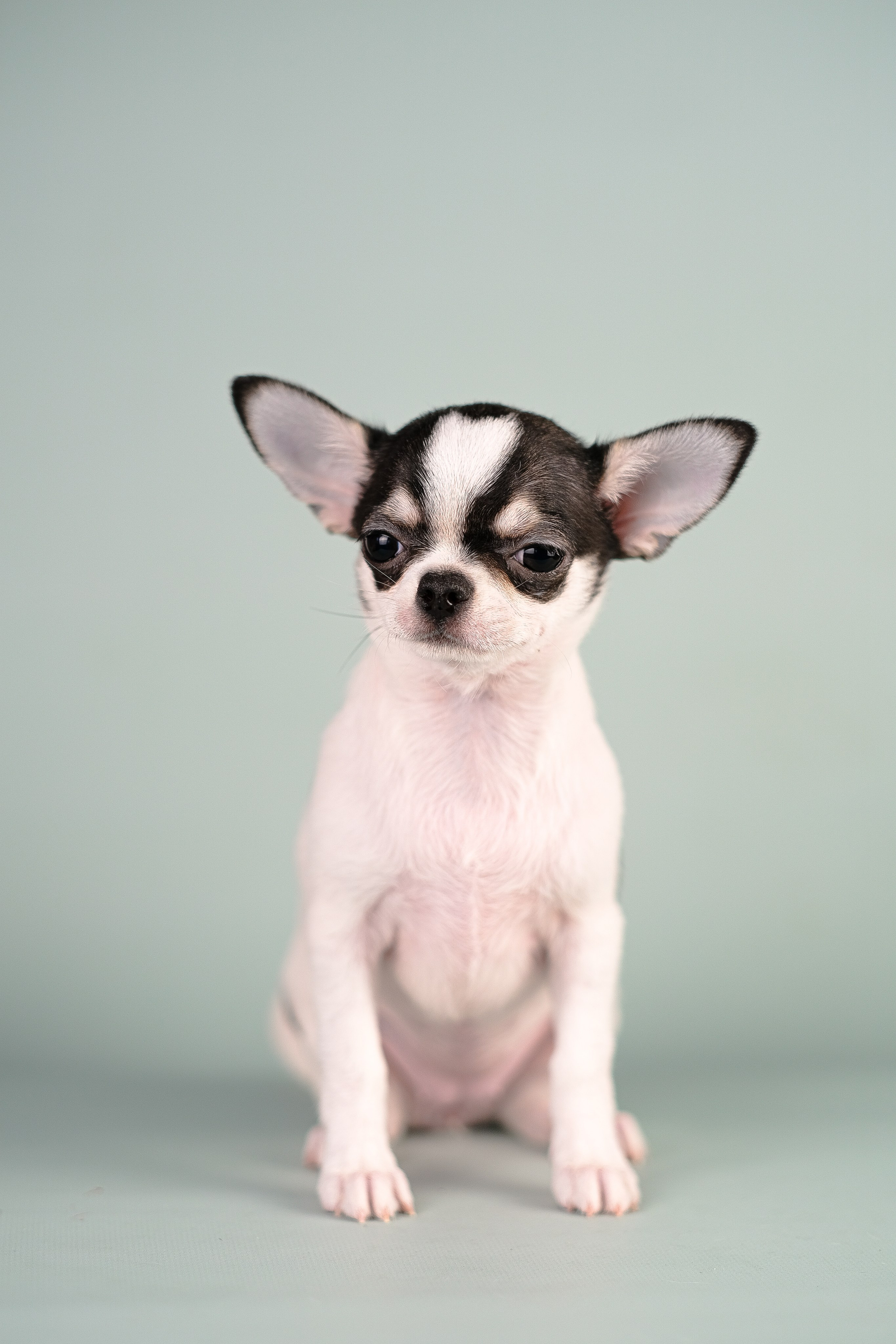 Чихуа хуа. Фотограф и видеограф анималист Аганина Дарья