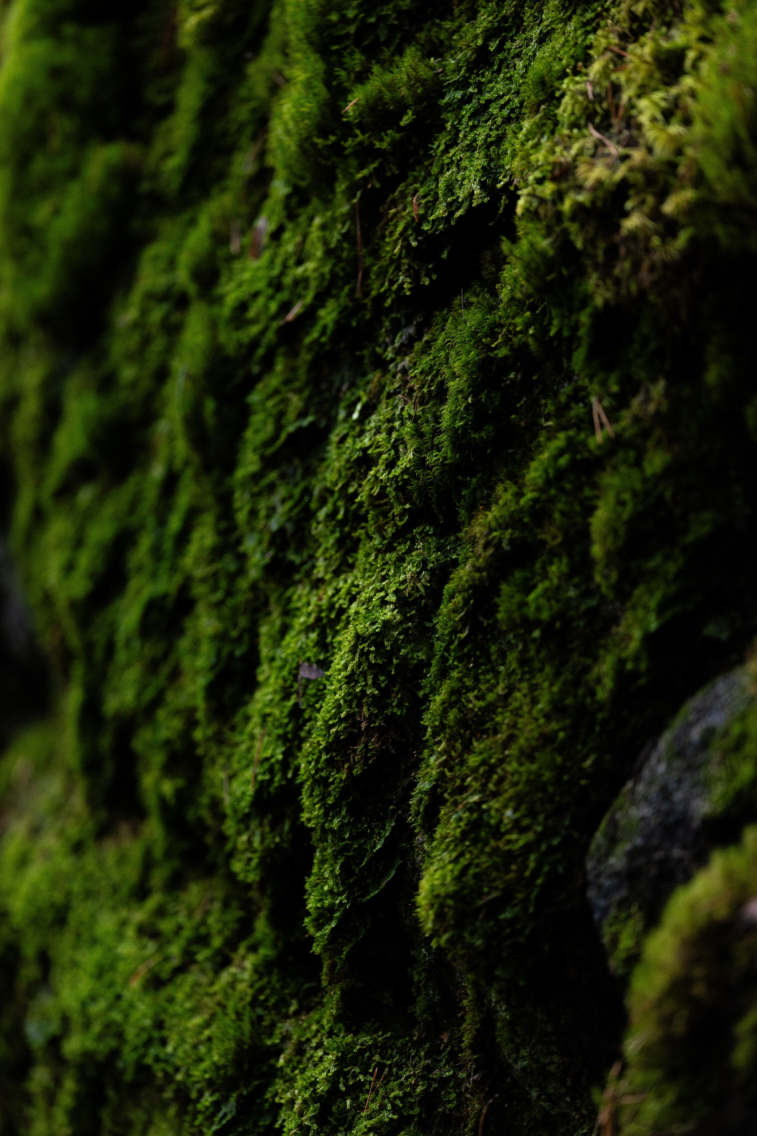 Karelia. Фотограф и видеограф анималист Аганина Дарья
