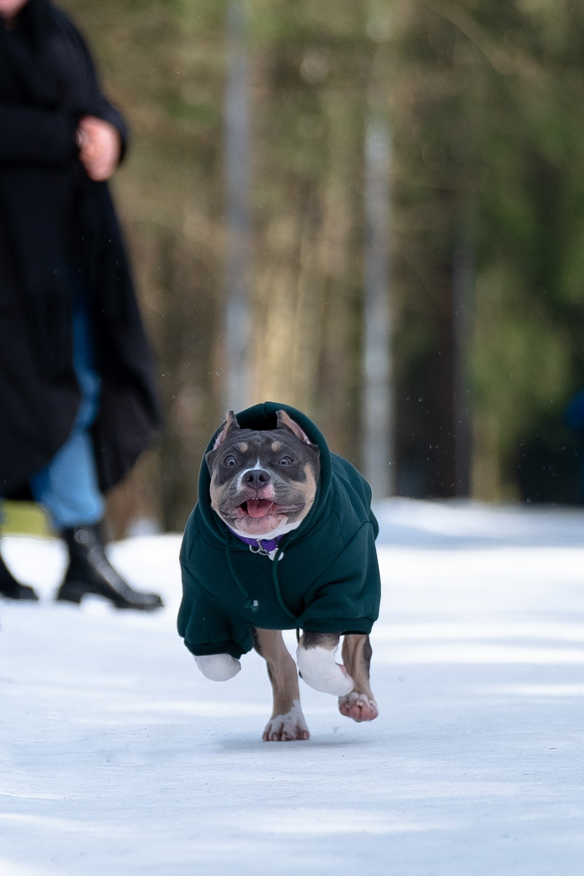 Валерия и Наган. Фотограф и видеограф анималист Аганина Дарья