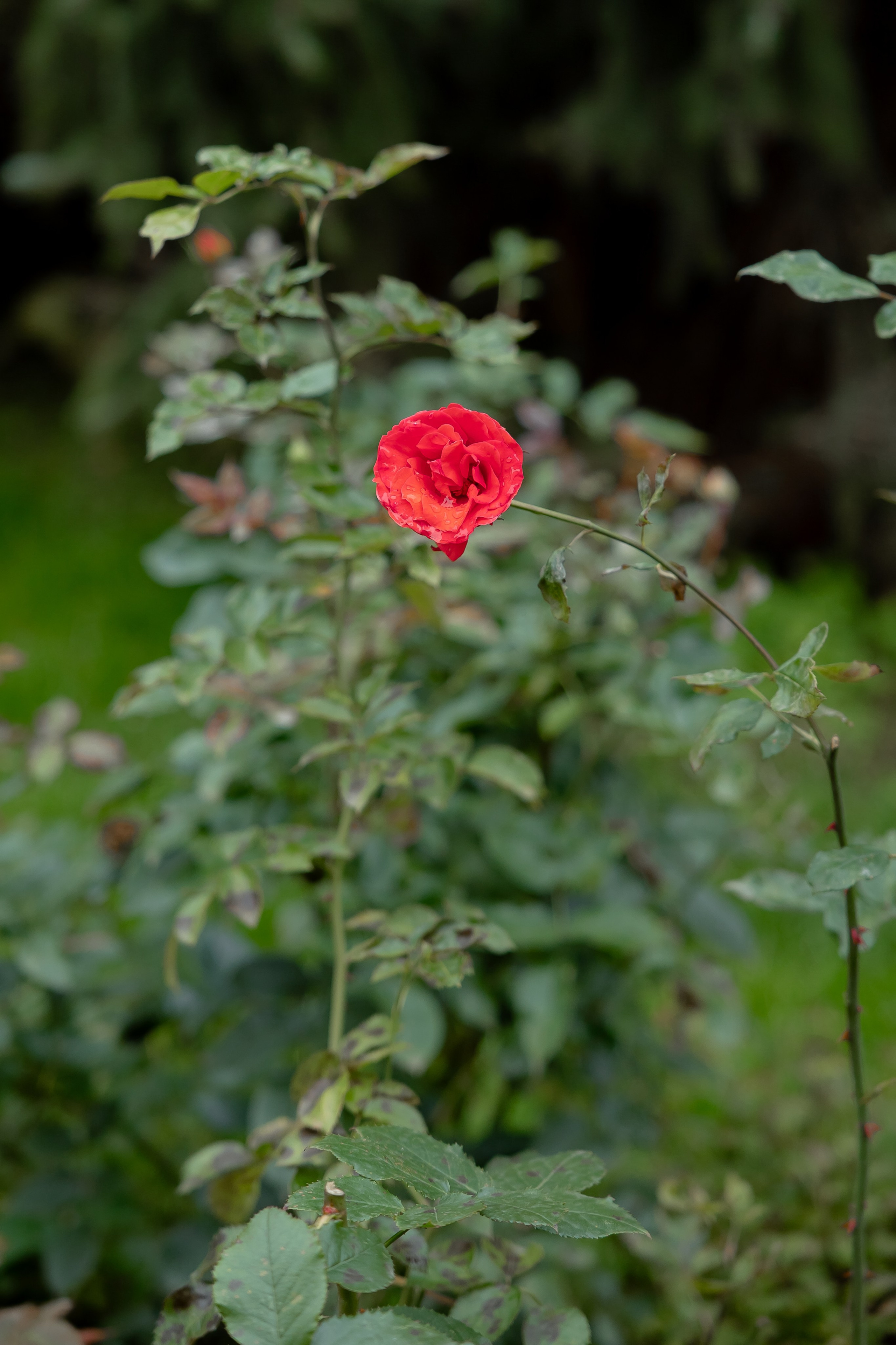 Таинство крещения Машеньки. Свадебный фотограф в Москве
