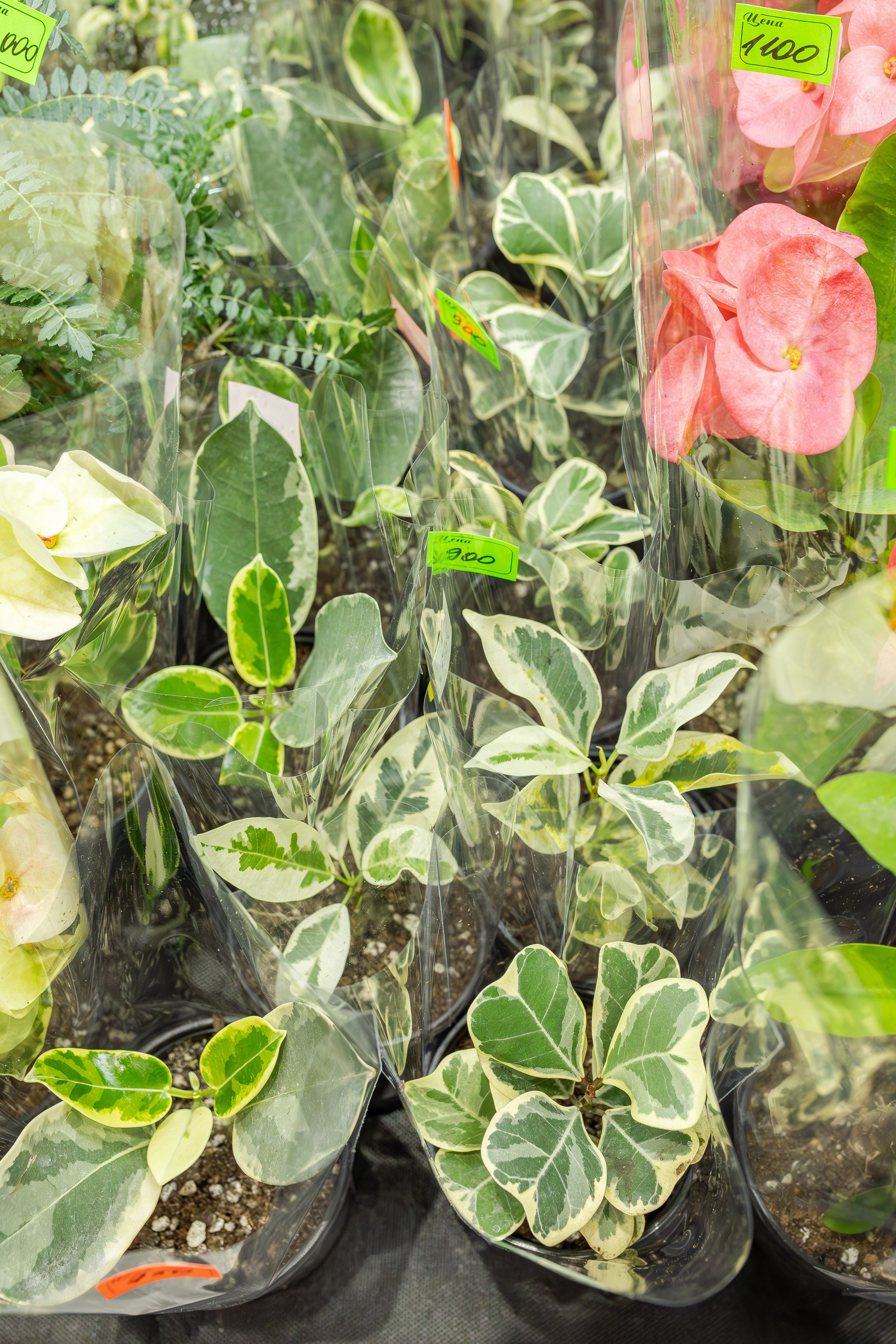 Монстериум апрель 2026. Александра Куликова фотограф, Москва