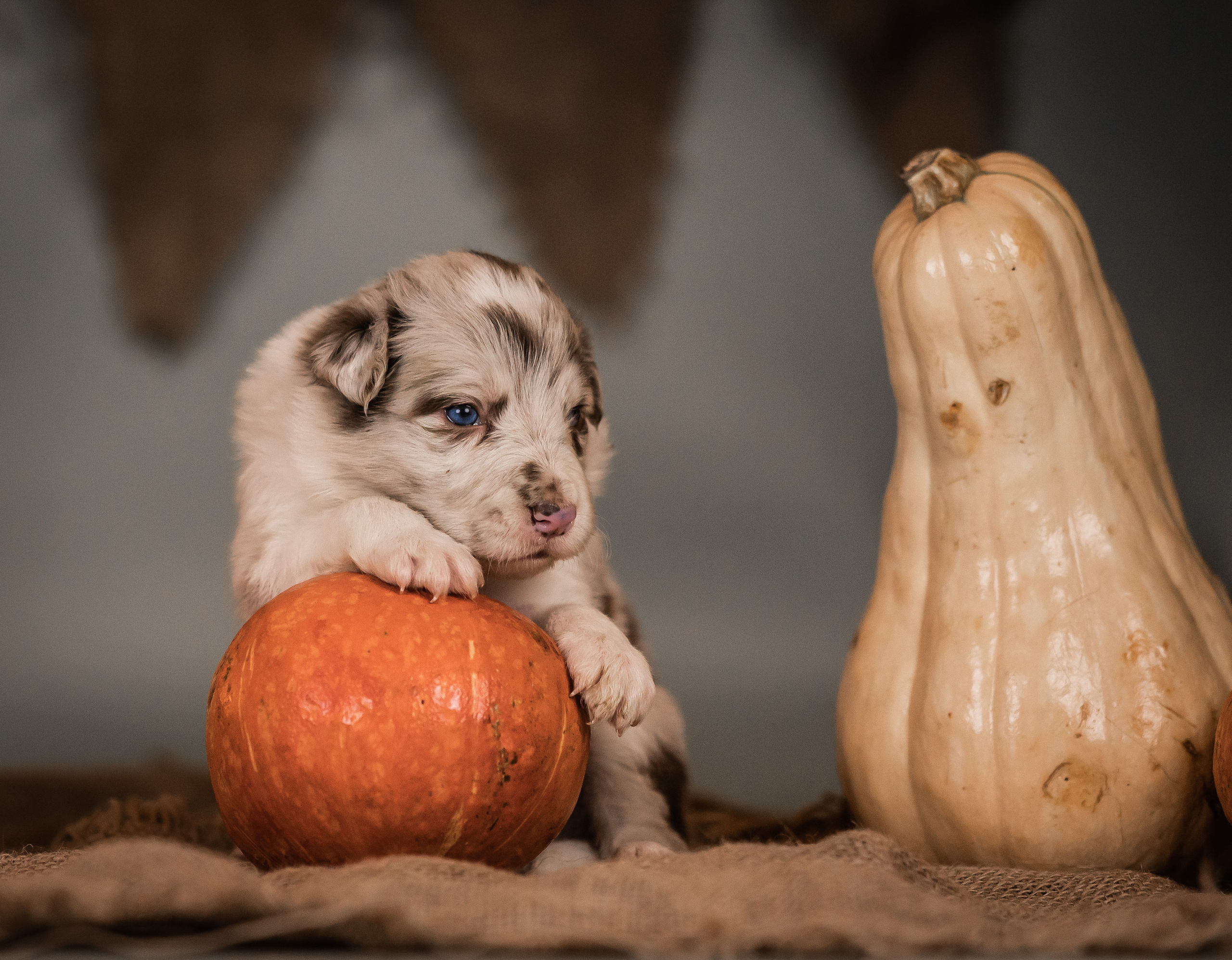 Фритсвит. Семейный фотограф Ефремова Виктория