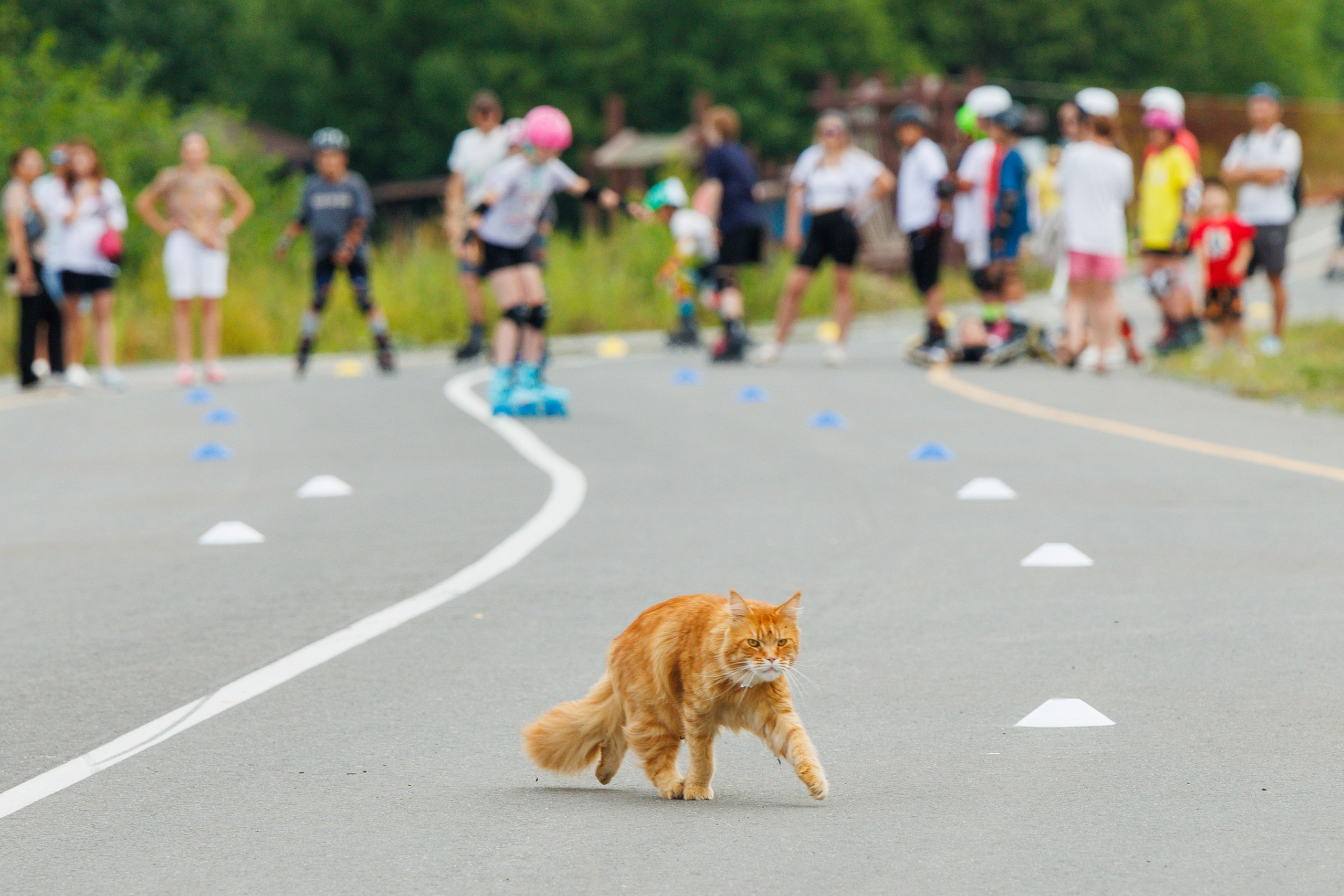 Роллеры. Свадебный, семейный и репортажный фотограф в Южно-Сахалинске Артур Петросян
