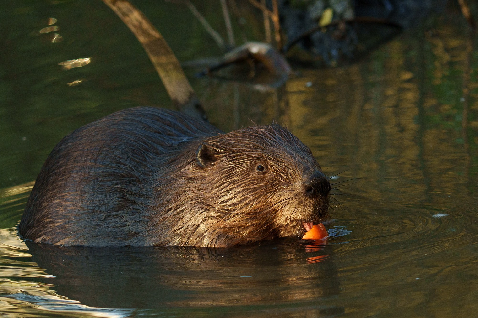 Животные. Ваш личный фотограф Марина Волкова