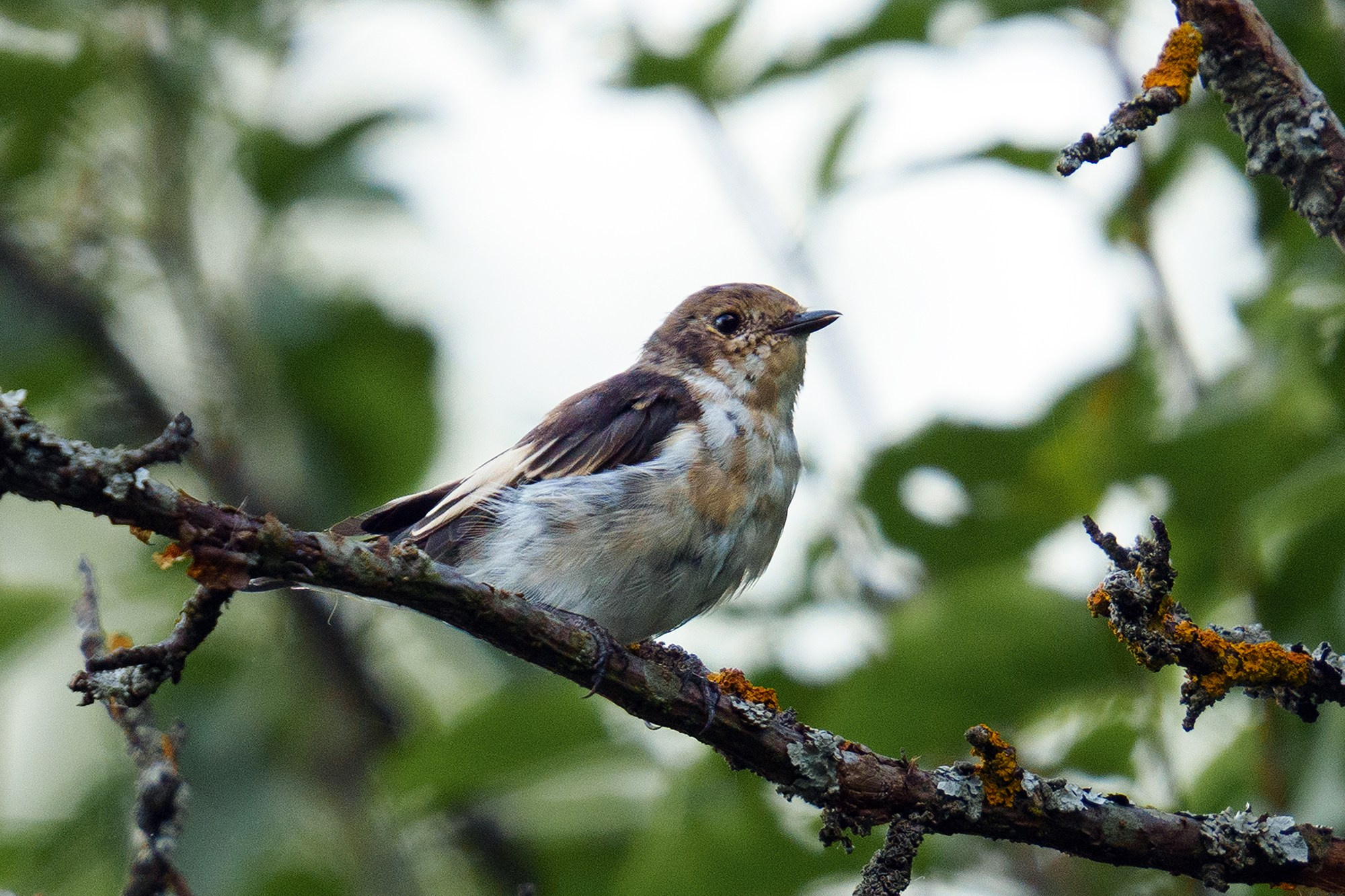 Удивительные мир птиц. Вокруг нас столько прекрасного — присмотритесь!. Ваш личный фотограф Марина Волкова