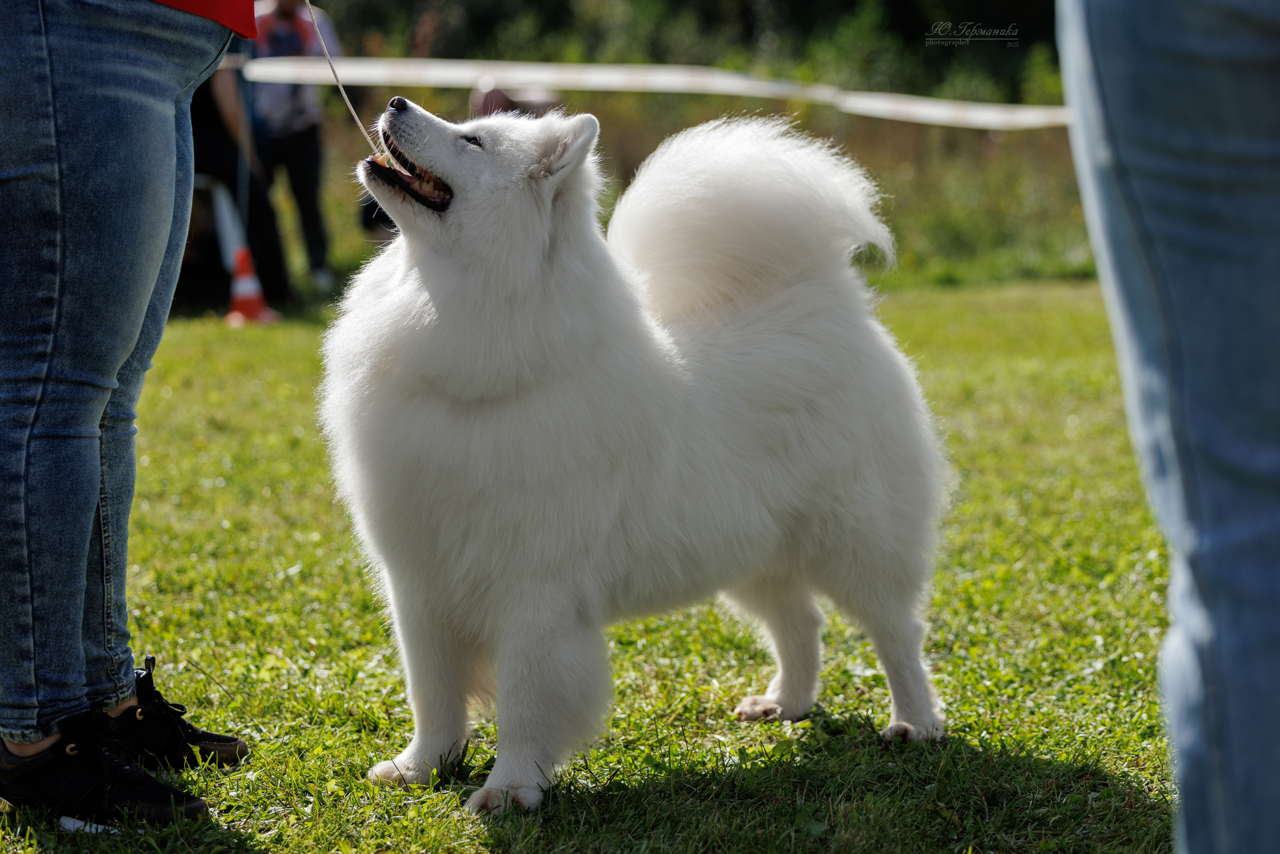 Зеленоград 13.09.2025. Фотограф-анималист Юлия Германика