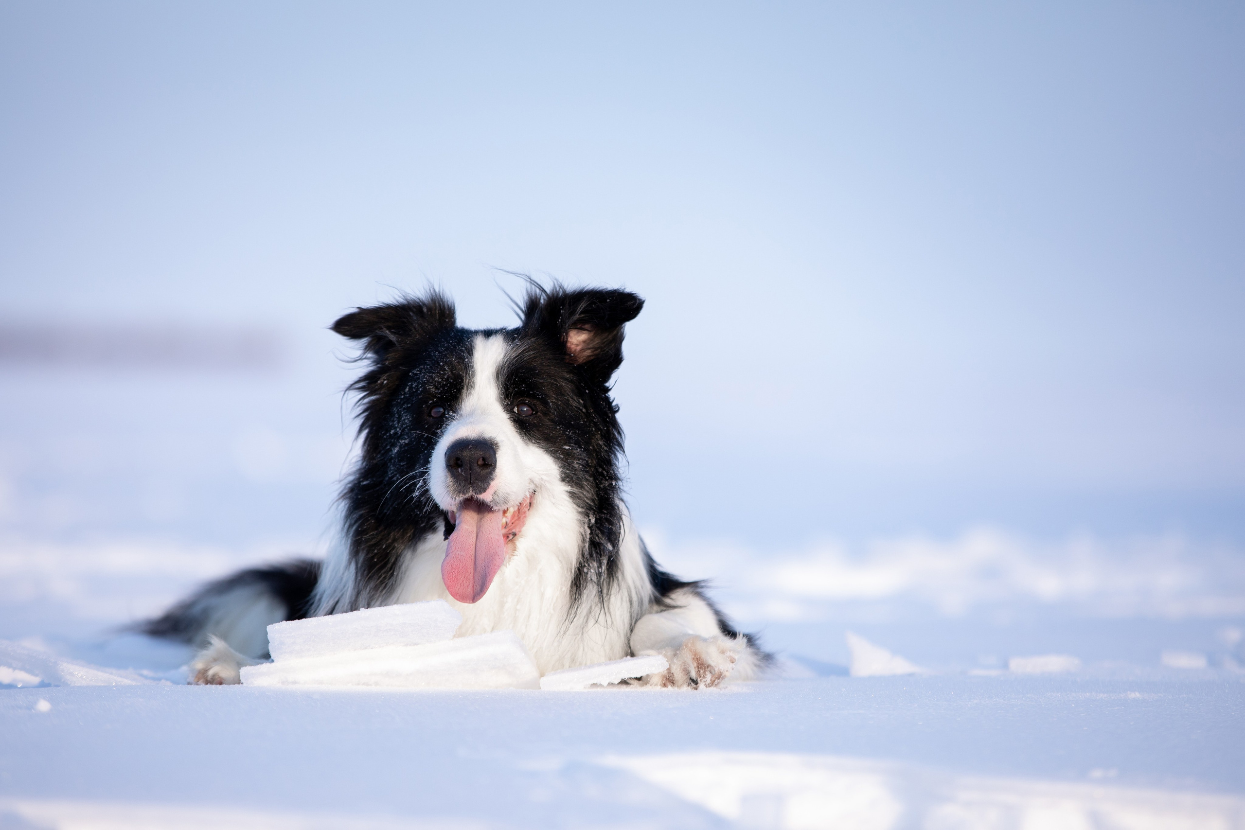 Мороз и солнце. О нас