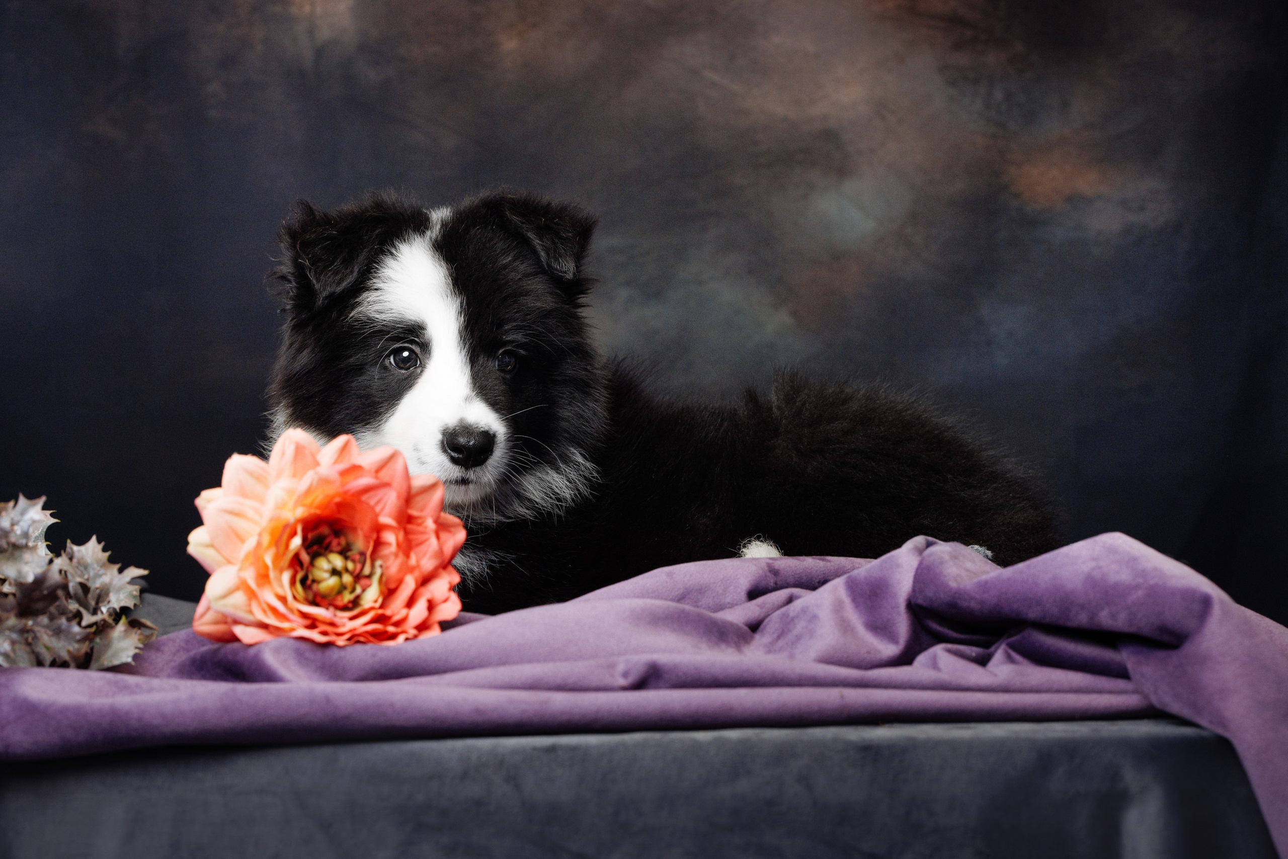 Помет б. О нас