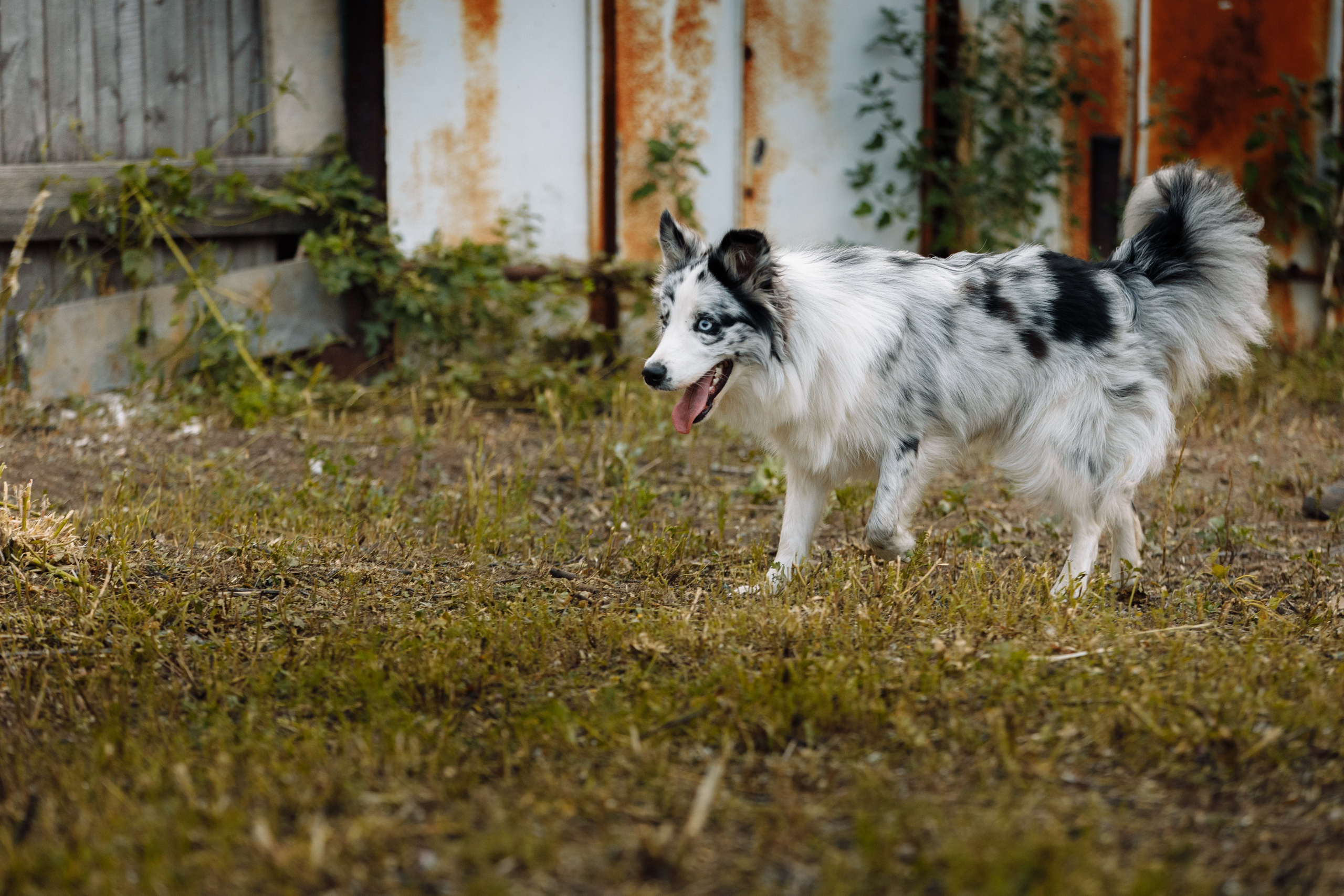 Овечий день. О нас