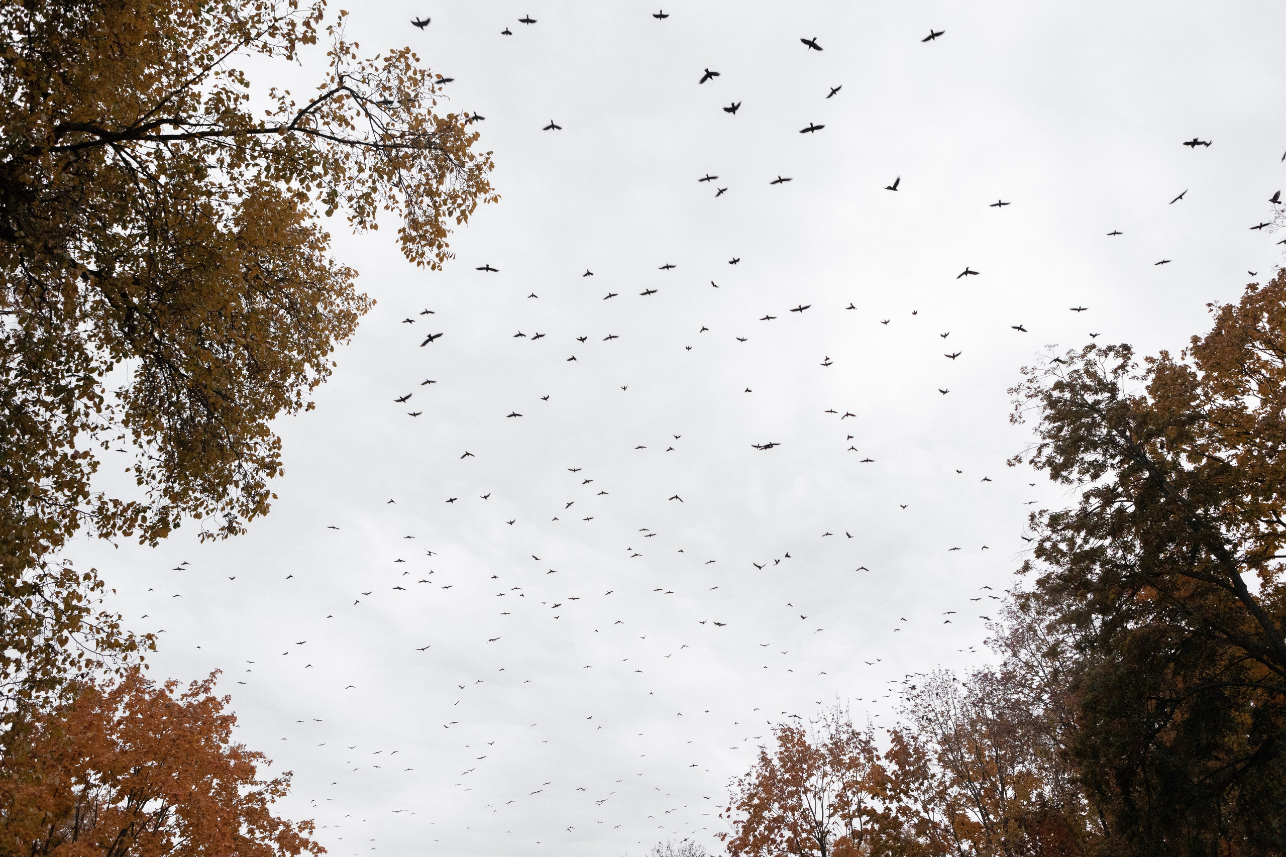 Влад и Ира. Свадебный фотограф в Воронеже Вероника Богай