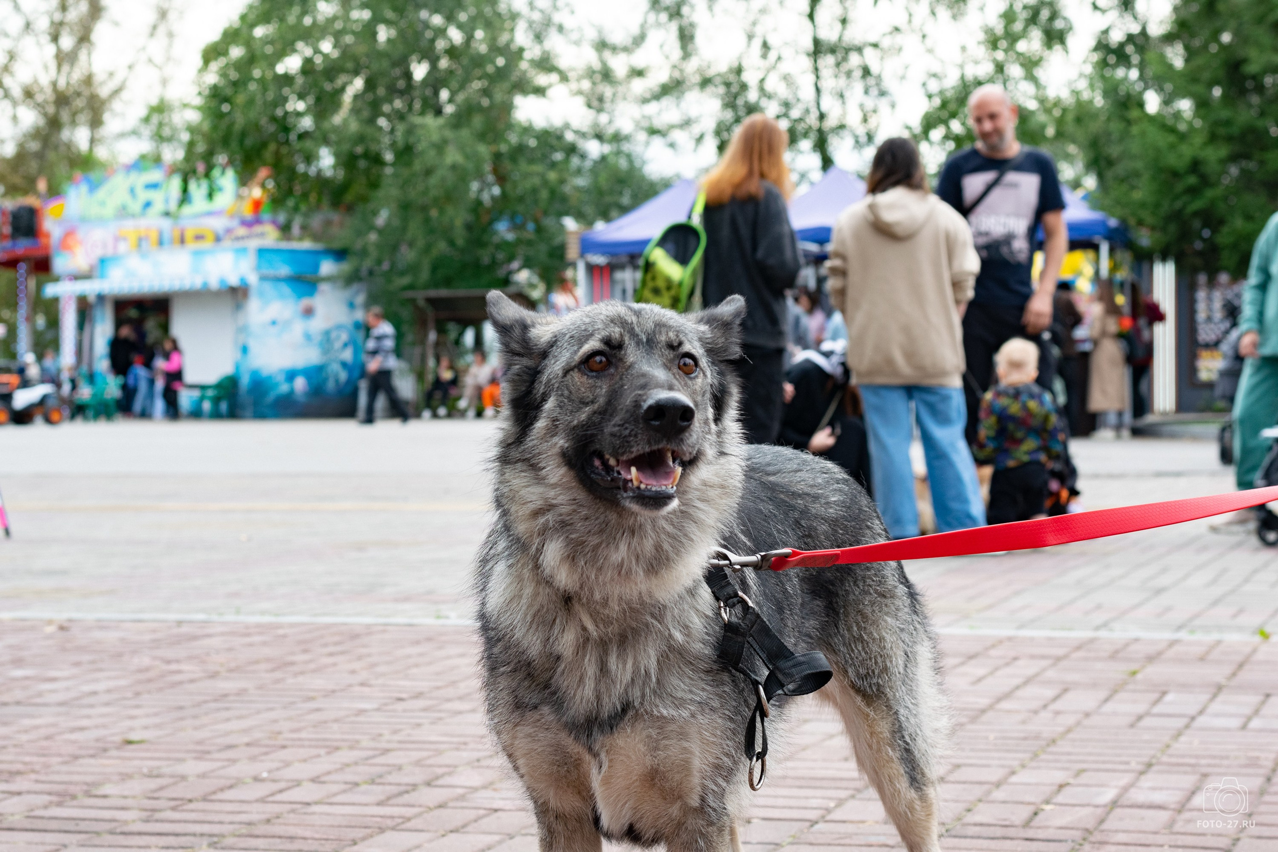 Антон Курдюмов фотограф в Хабаровске Рина Курдюмова фото27 foto27 Антон Дорофеев репортажный репортаж документалист Тони и Рина фотосоздатели Международный фестиваль Рок в защиту животных Хабаровск