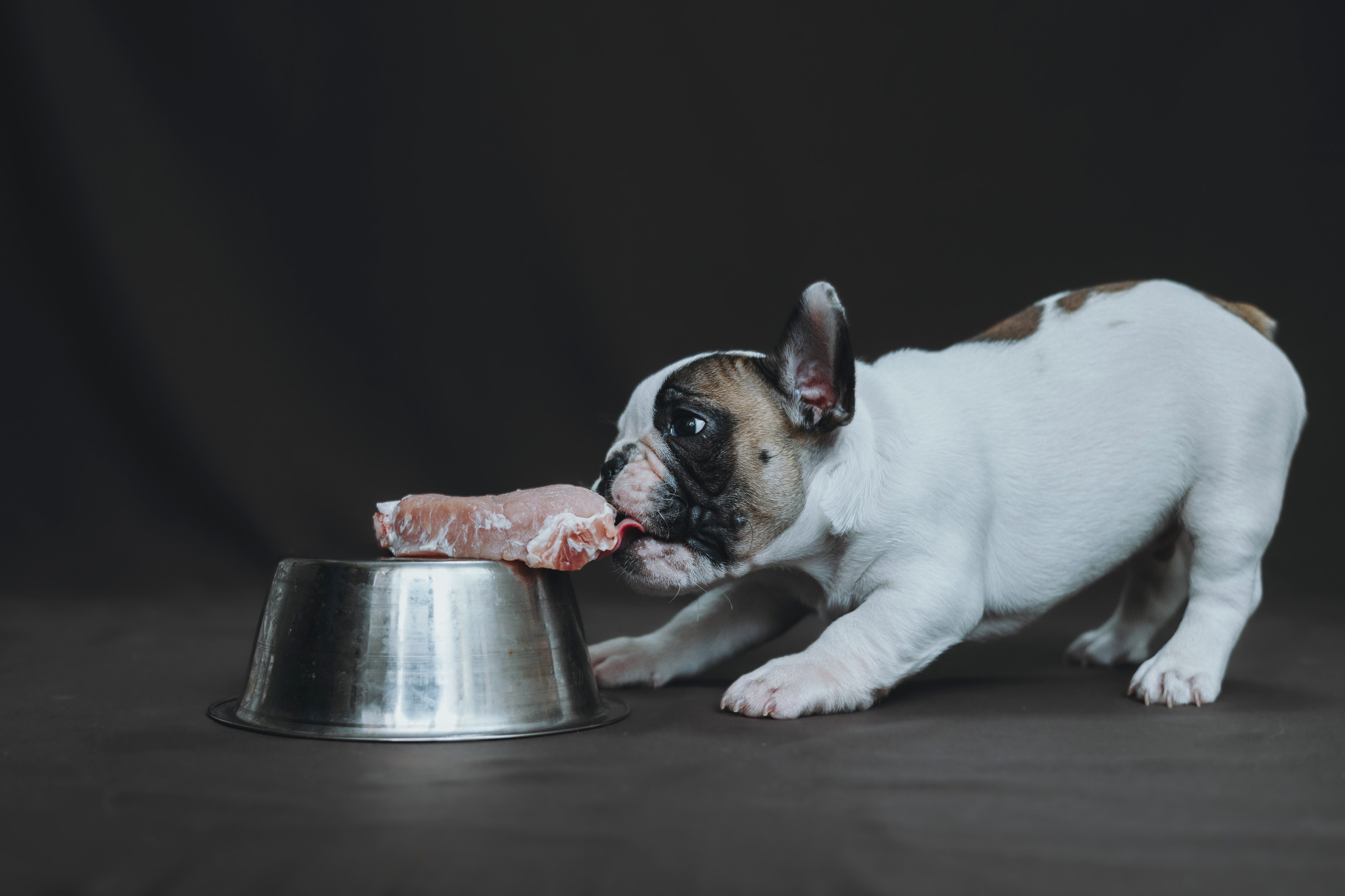 Щеночки. Фотограф — анималист Владивосток, Алина