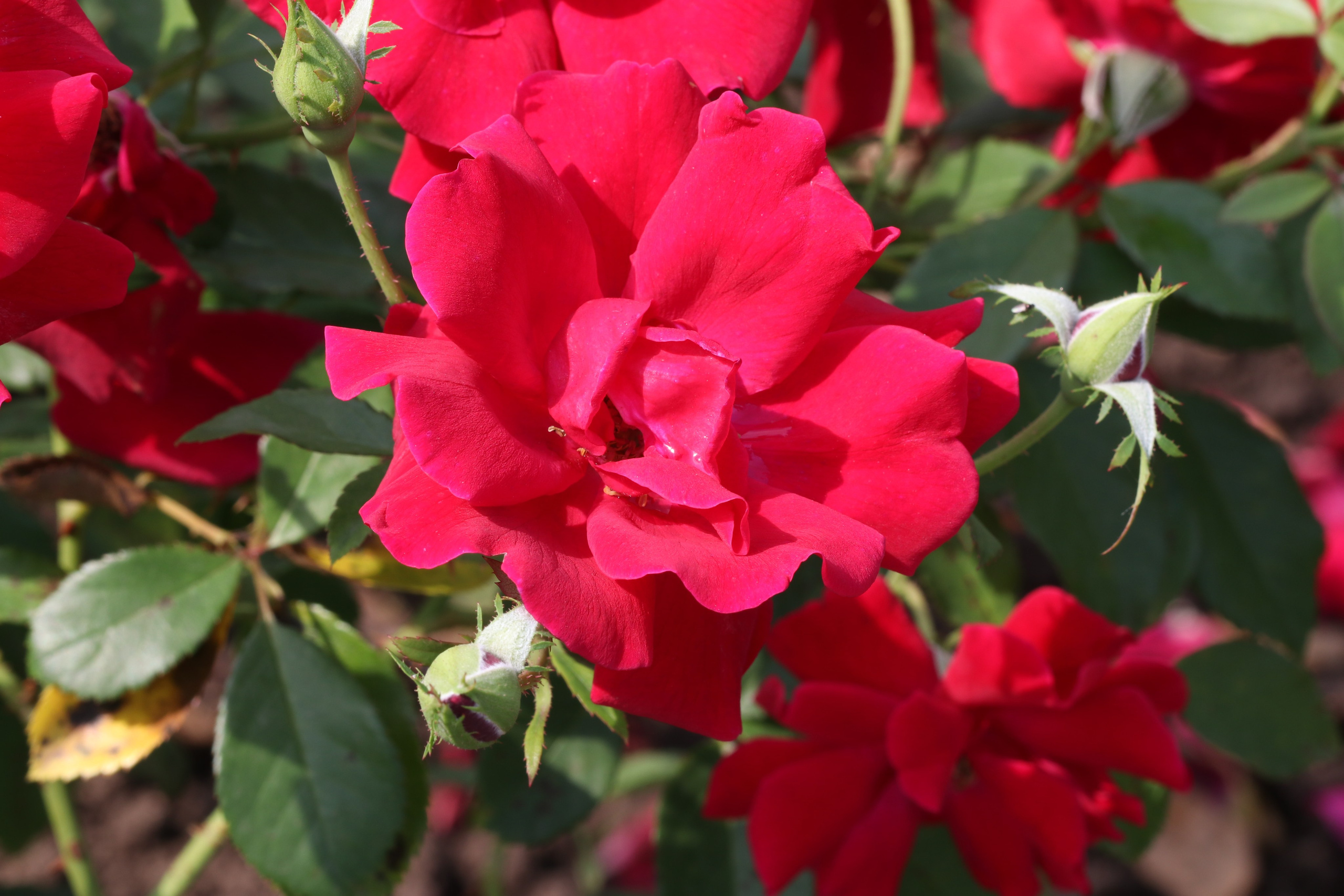 Долина роз в Кисловодске. Фото-художник и Репортажный фотограф Николаев Александр Алексеевич