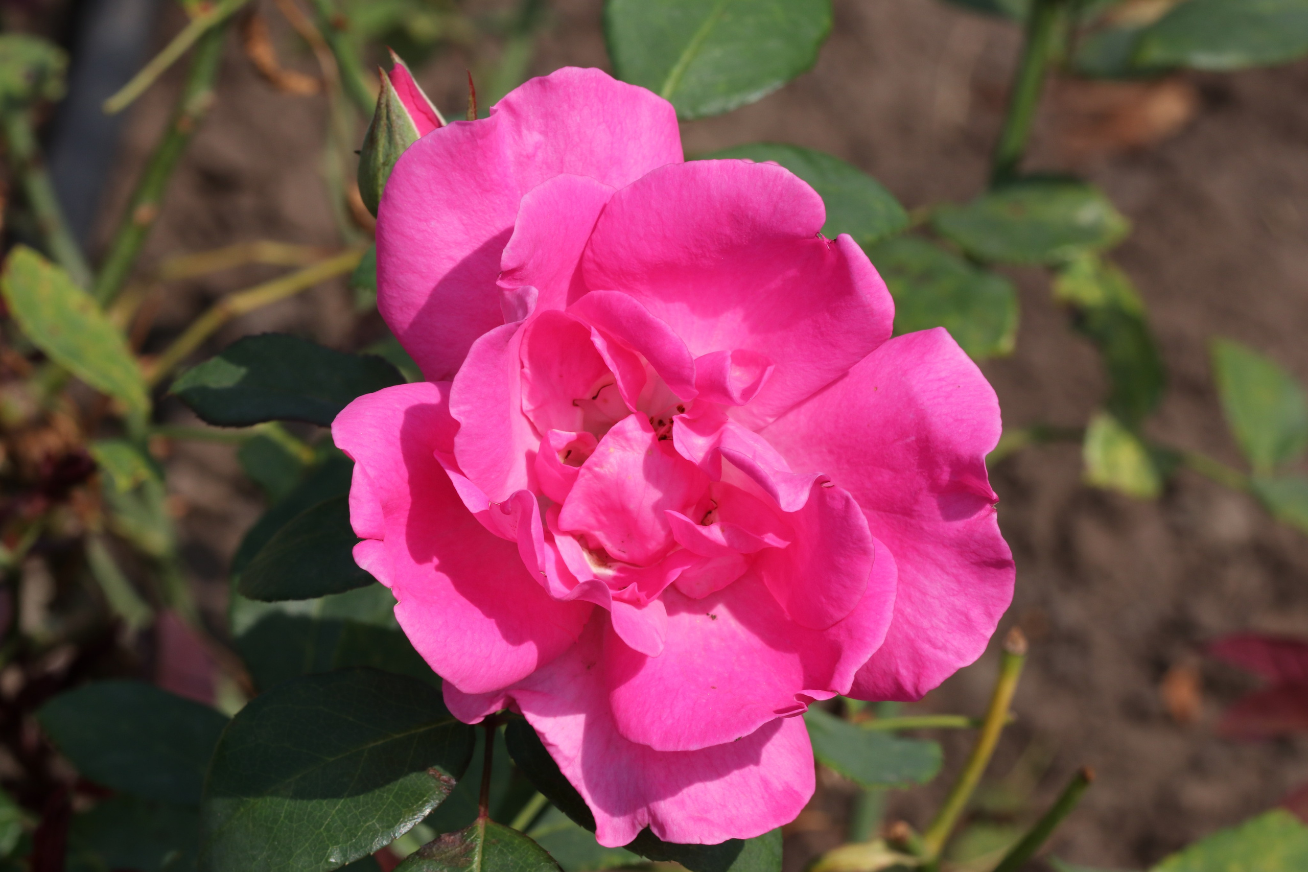 Долина роз в Кисловодске. Фото-художник и Репортажный фотограф Николаев Александр Алексеевич