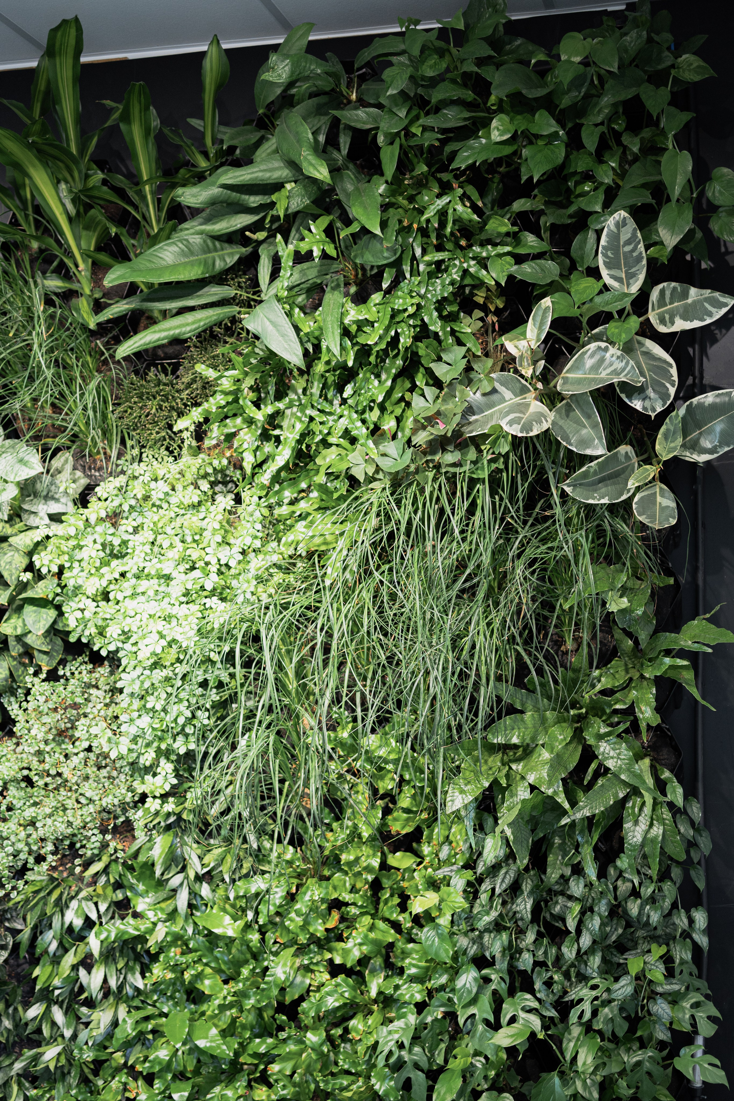 Terra. Елена Пашкевич, фотограф, Москва