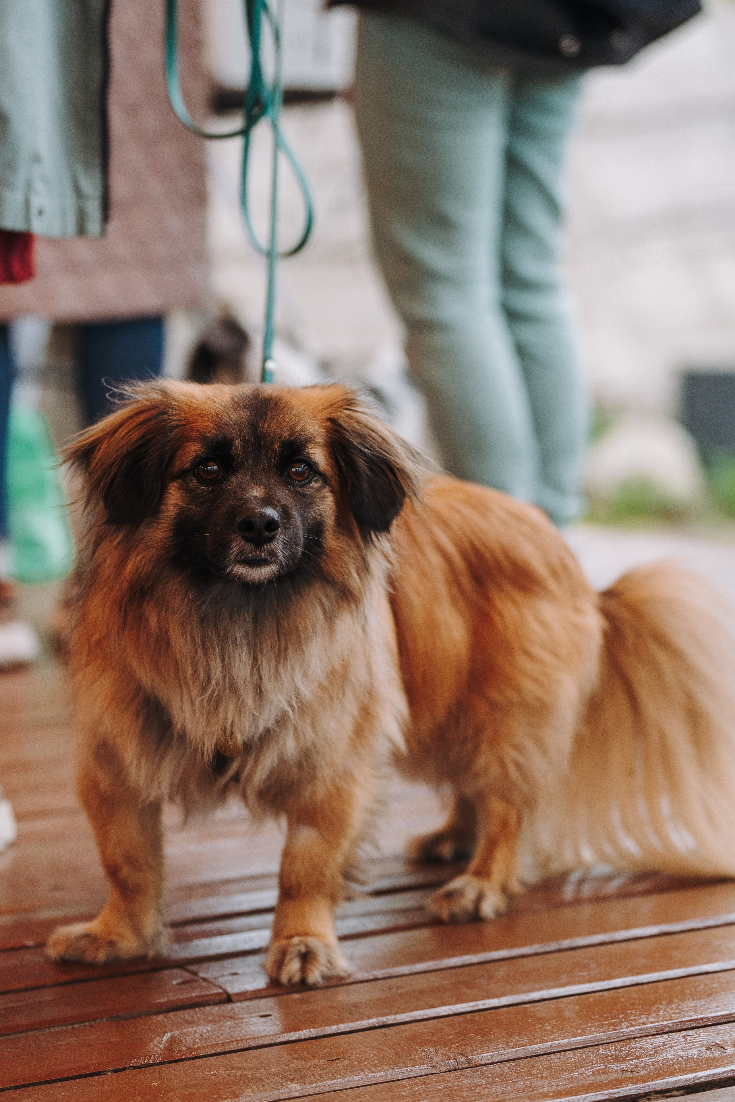 Соревнования по ноузворку в Лосево. Фотограф анималист в Спб недорого Олеся Майорова