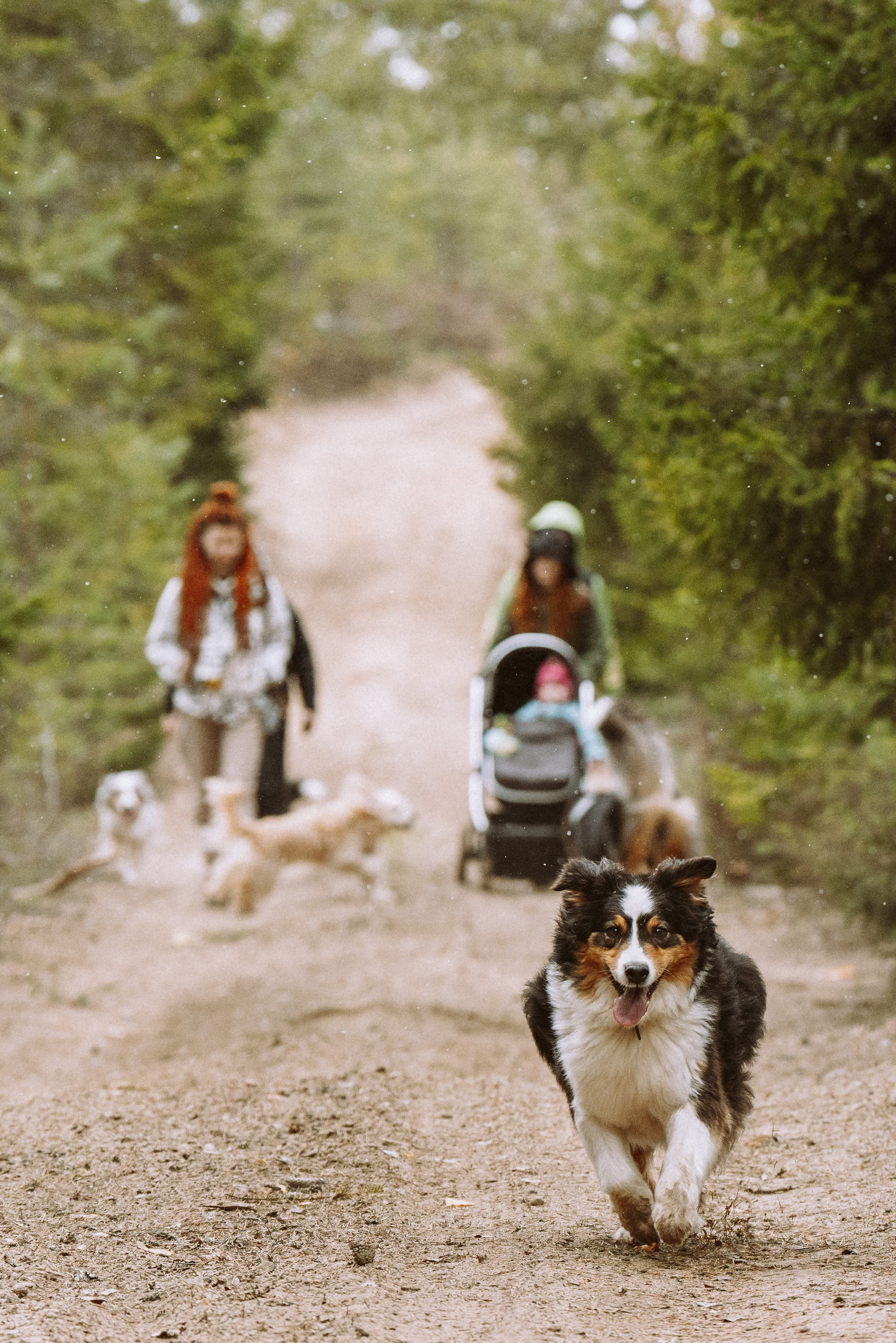 Дог трекинг к финскому хутору. Фотограф анималист в Спб недорого Олеся Майорова