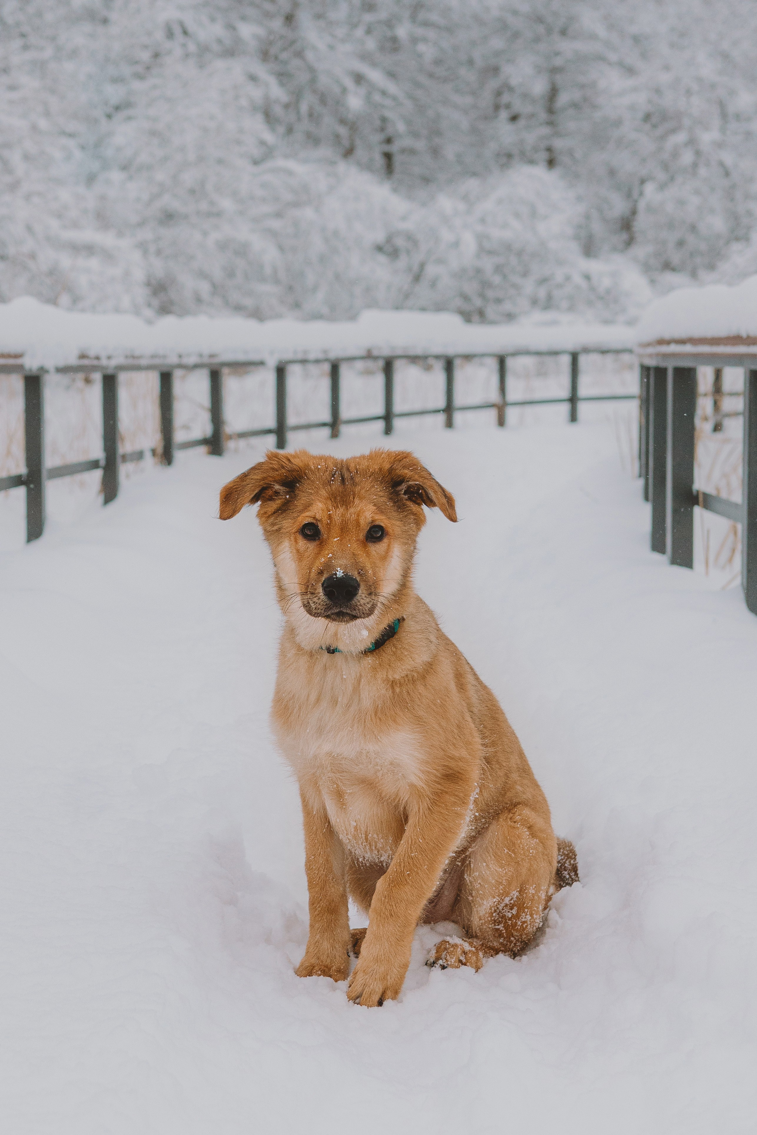 Фотосессия с питомцами на природе. Фотограф анималист в Спб недорого Олеся Майорова