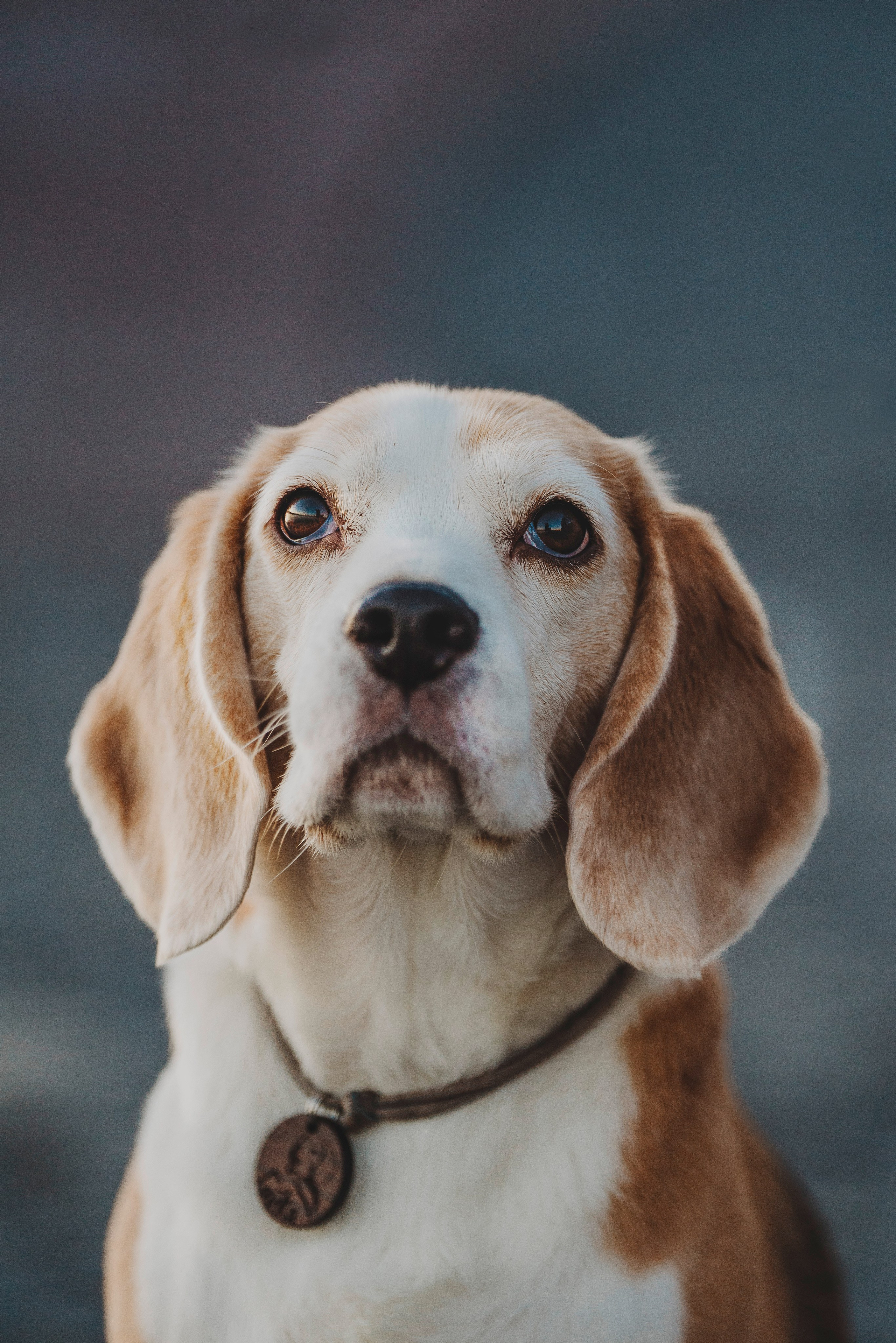 Ксения и Гаечка. Фотограф анималист в Спб недорого Олеся Майорова