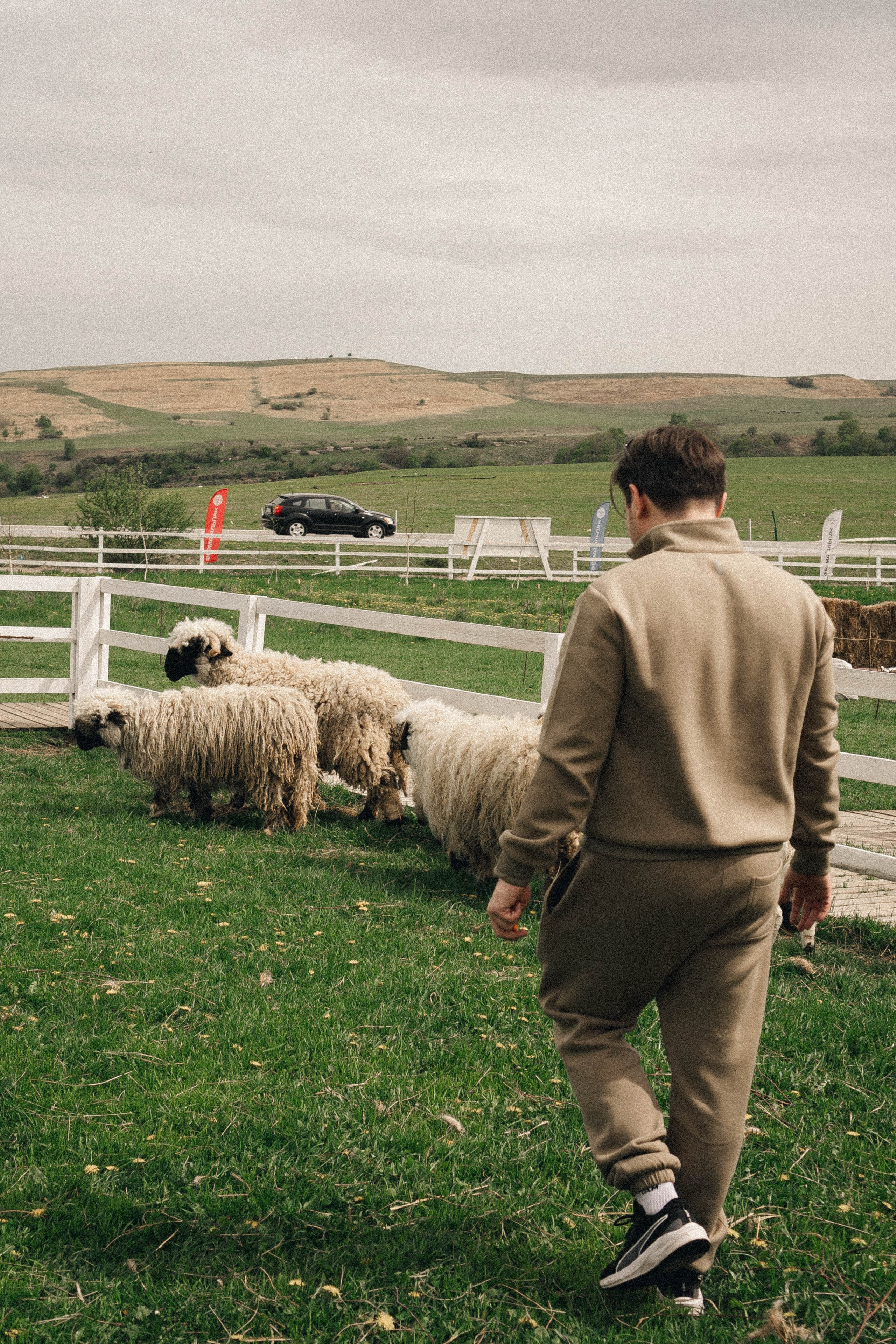 Ферма Альпак. Профессиональный фотограф, Санкт-Петербург — Виктория Богомолова