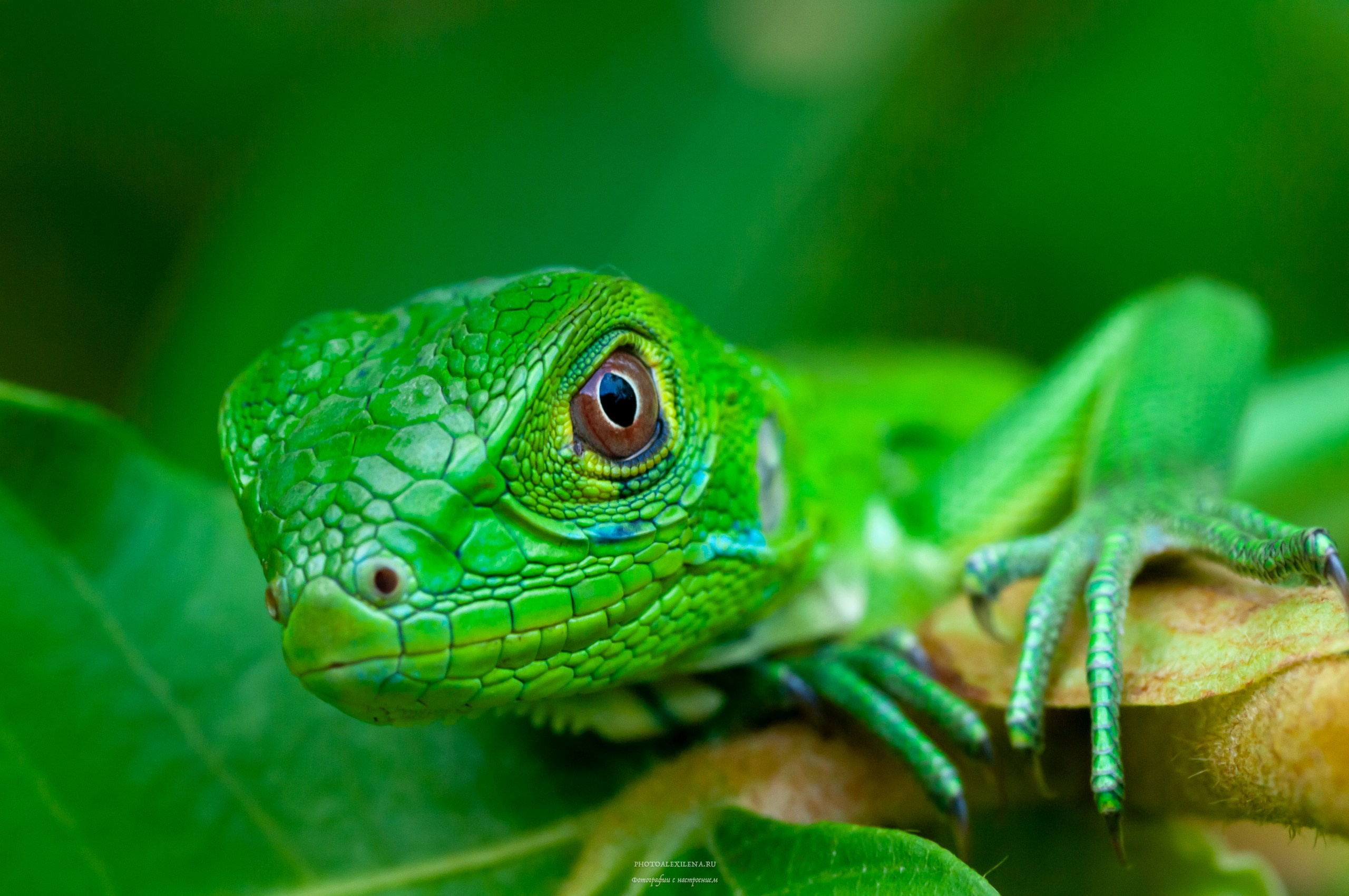 Все оттенки зелёного. Авторские стильные фотокартины