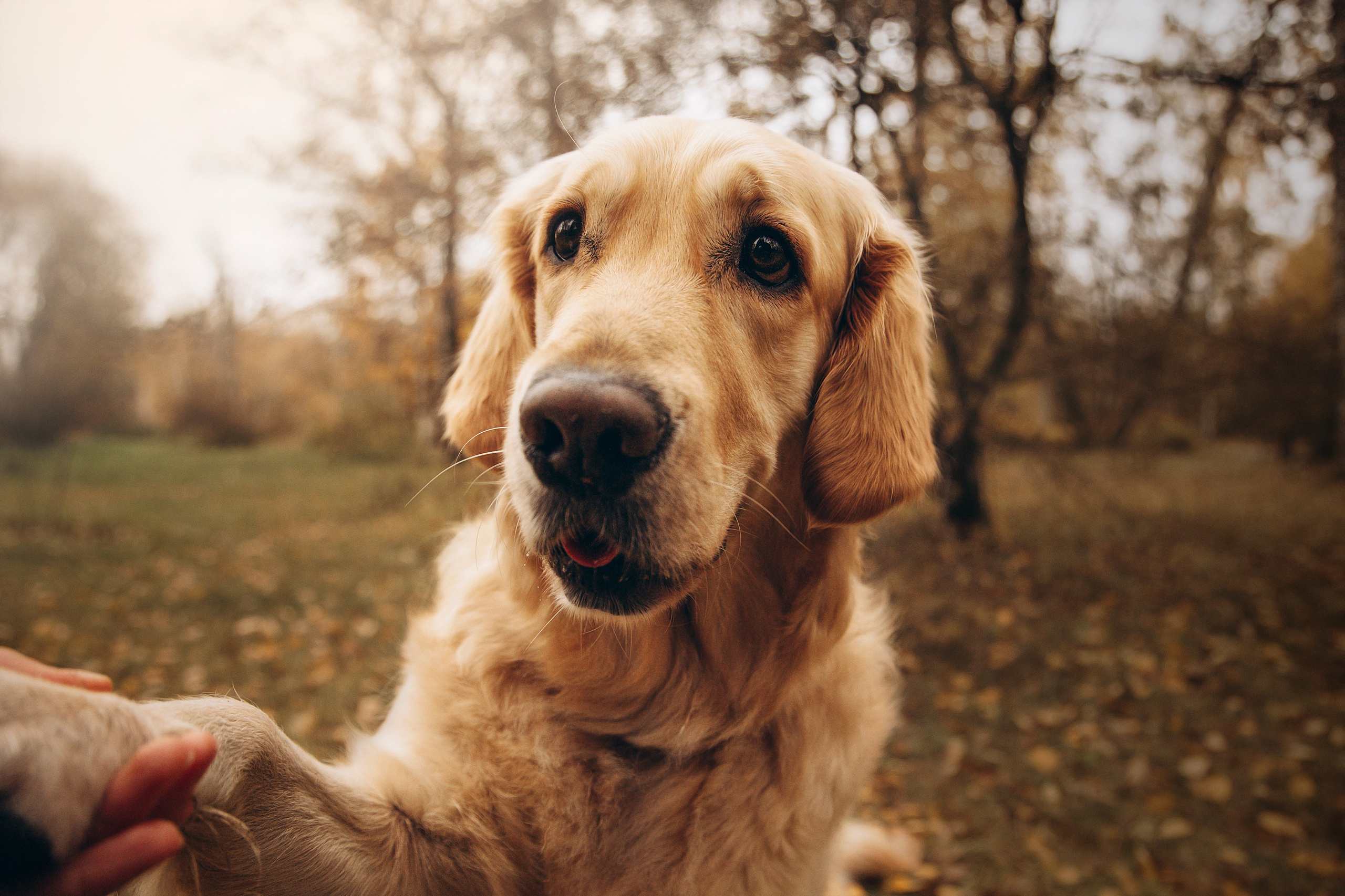 Марина и Чили. Фотограф — Анималист | Санкт-Петербург