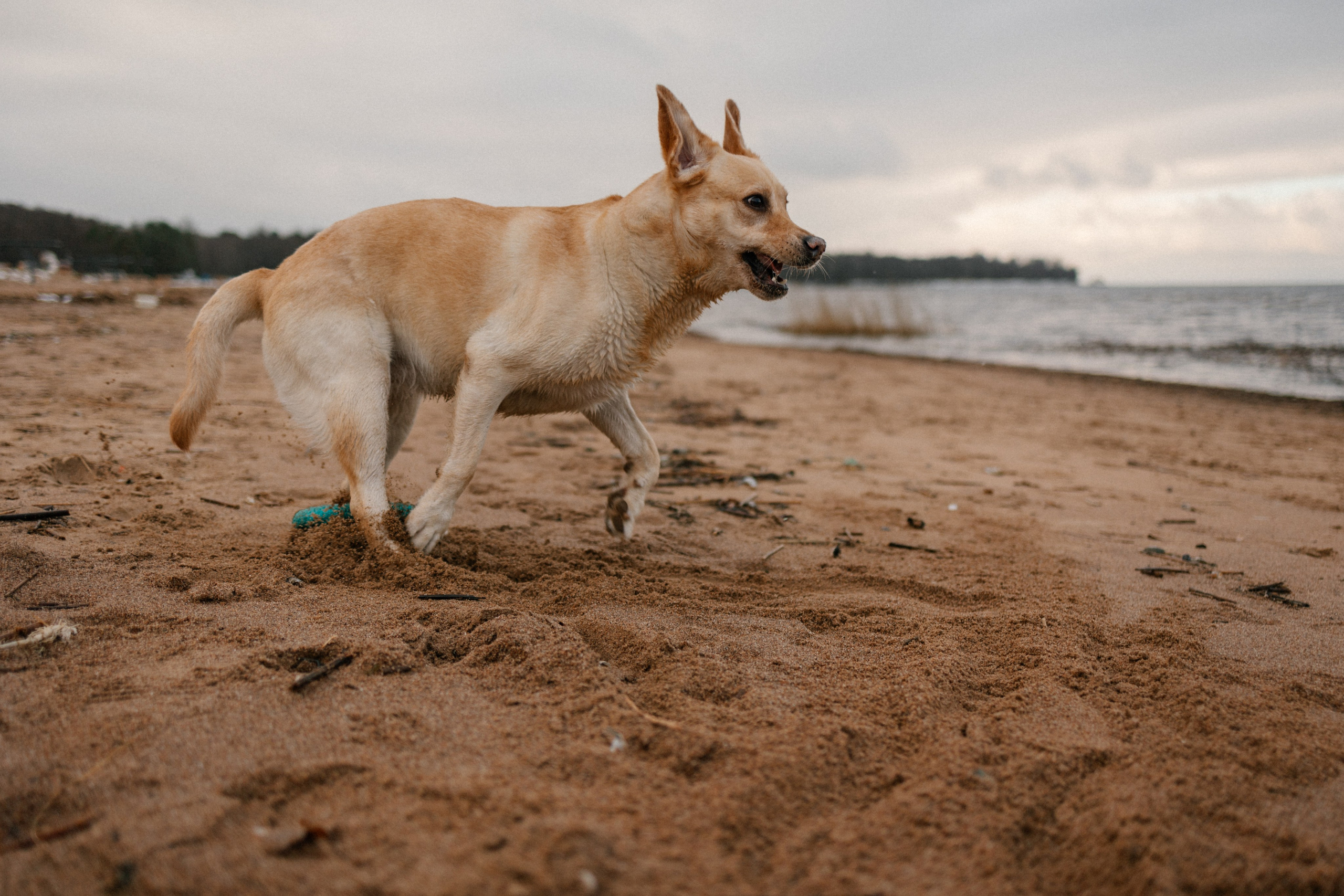 Ирина и Бася. Фотограф — Анималист | Санкт-Петербург
