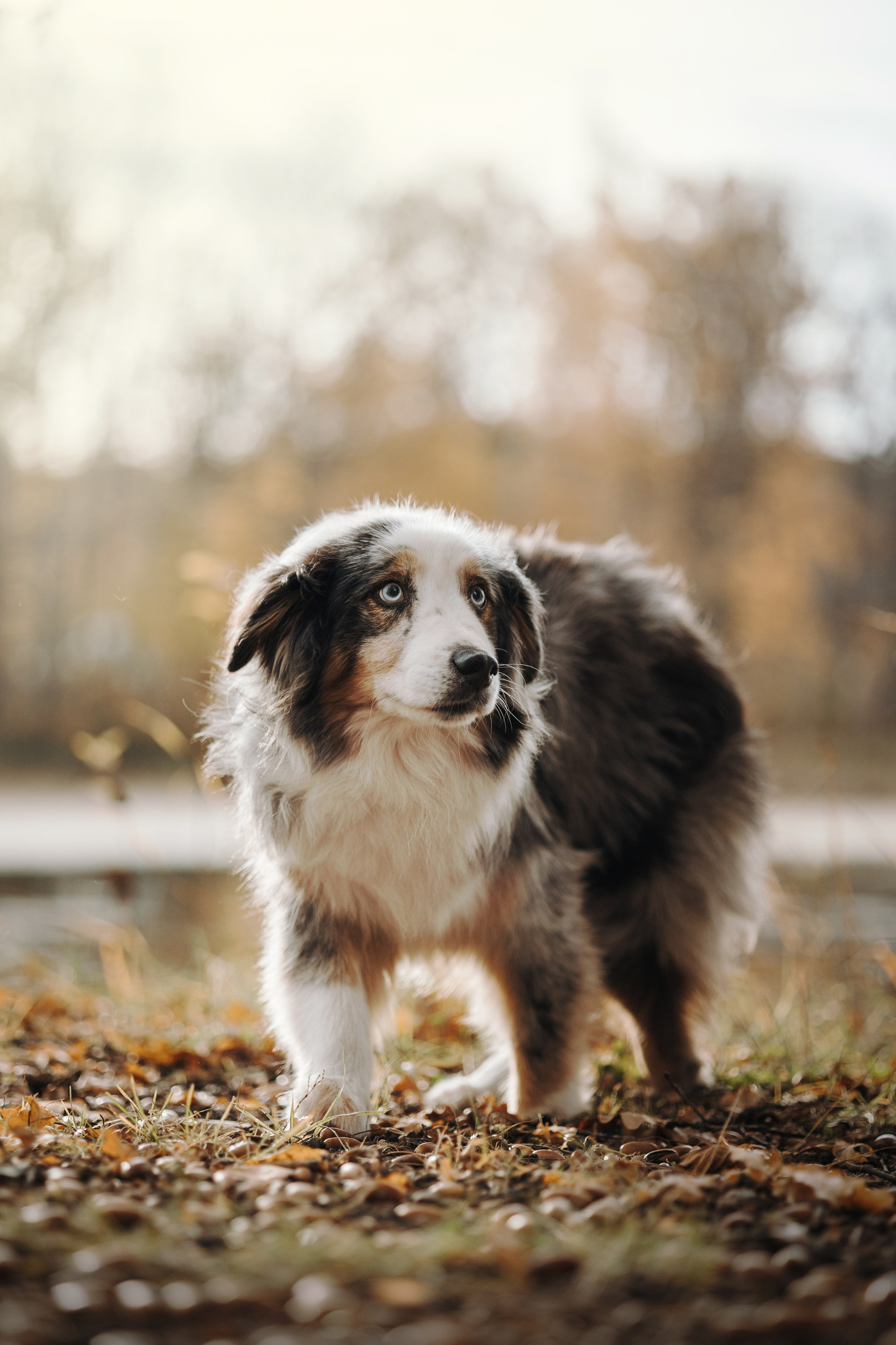 Бэстик и Ирина. Фотограф — Анималист | Санкт-Петербург