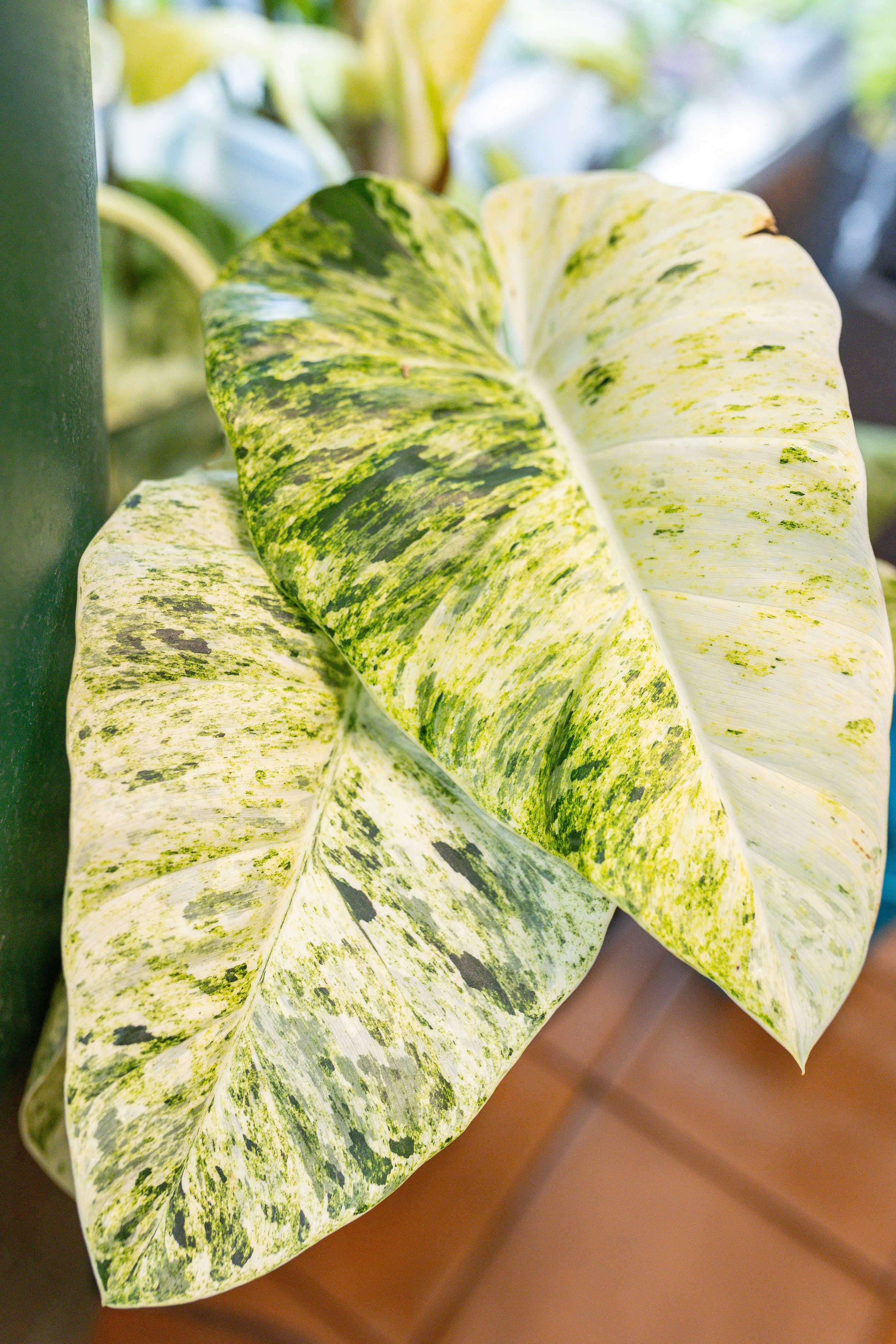 Green rare июнь 2025. Александра Куликова фотограф, Москва