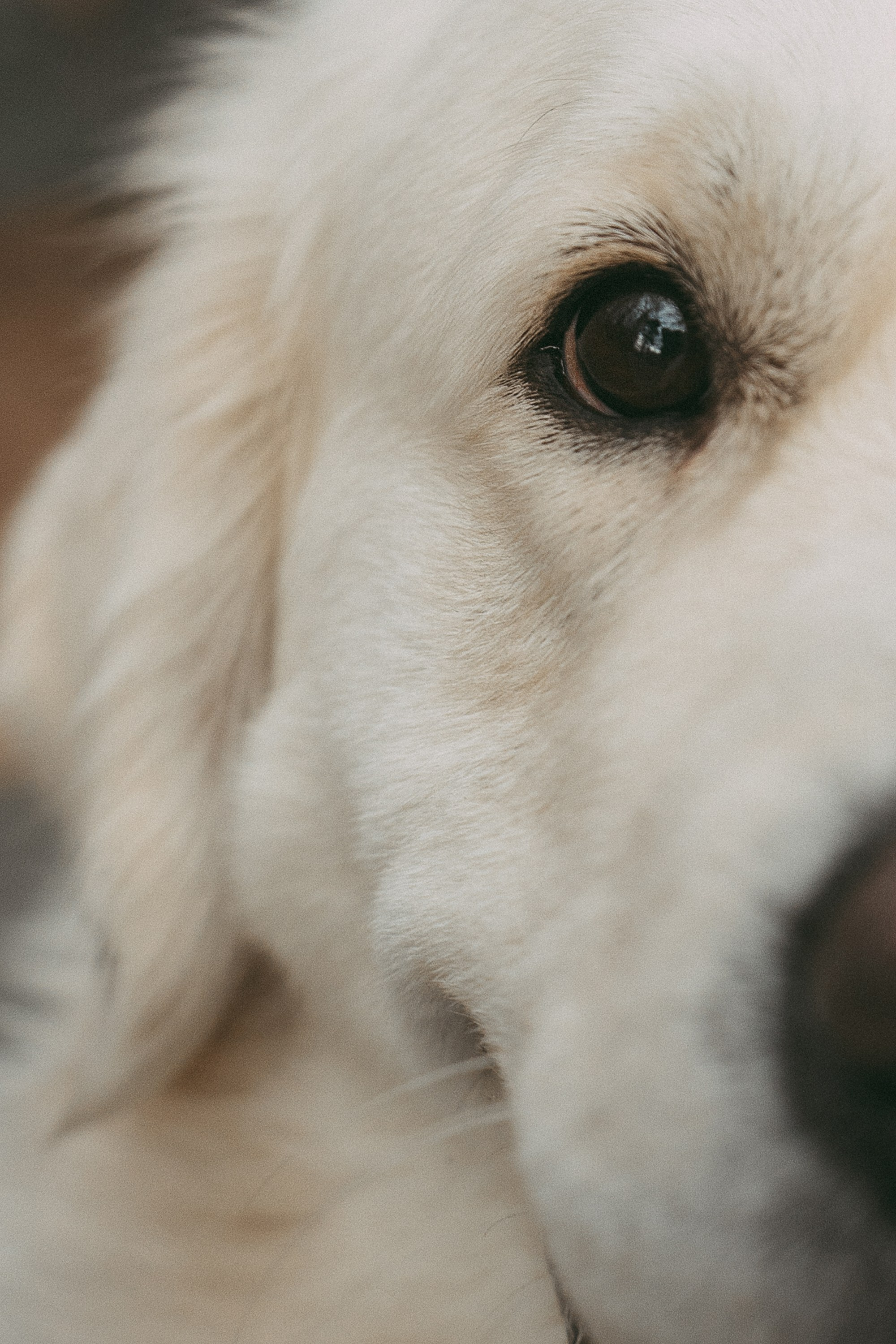 Лена и Мерлин. Фотограф анималист в Москве и Санкт-Петербурге Свиридова Анна