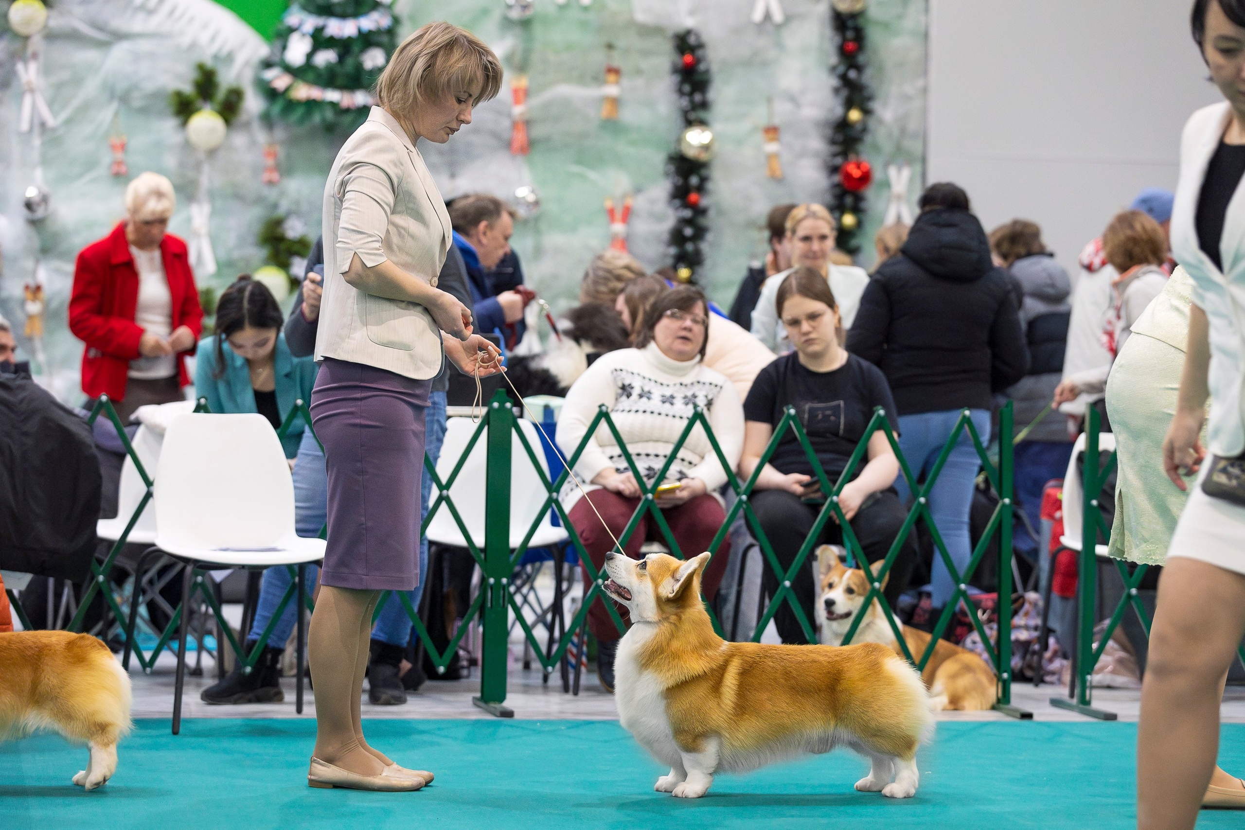 Крокус 10.02. Фотограф анималист, семейный фотограф, фотограф собак Комратова Мария. г. Москва
