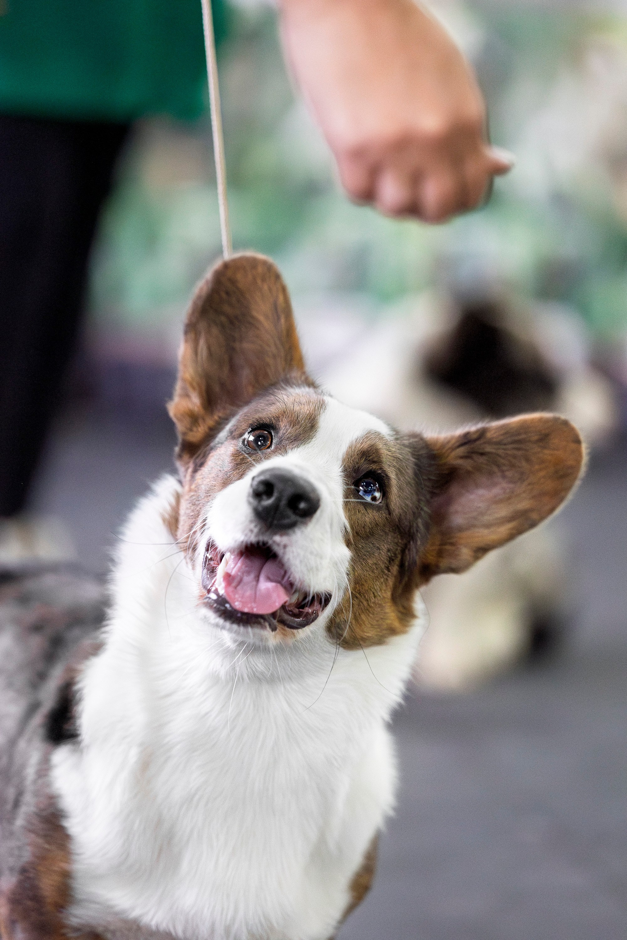 Националка ВКК 2024. Фотограф анималист, семейный фотограф, фотограф собак Комратова Мария. г. Москва