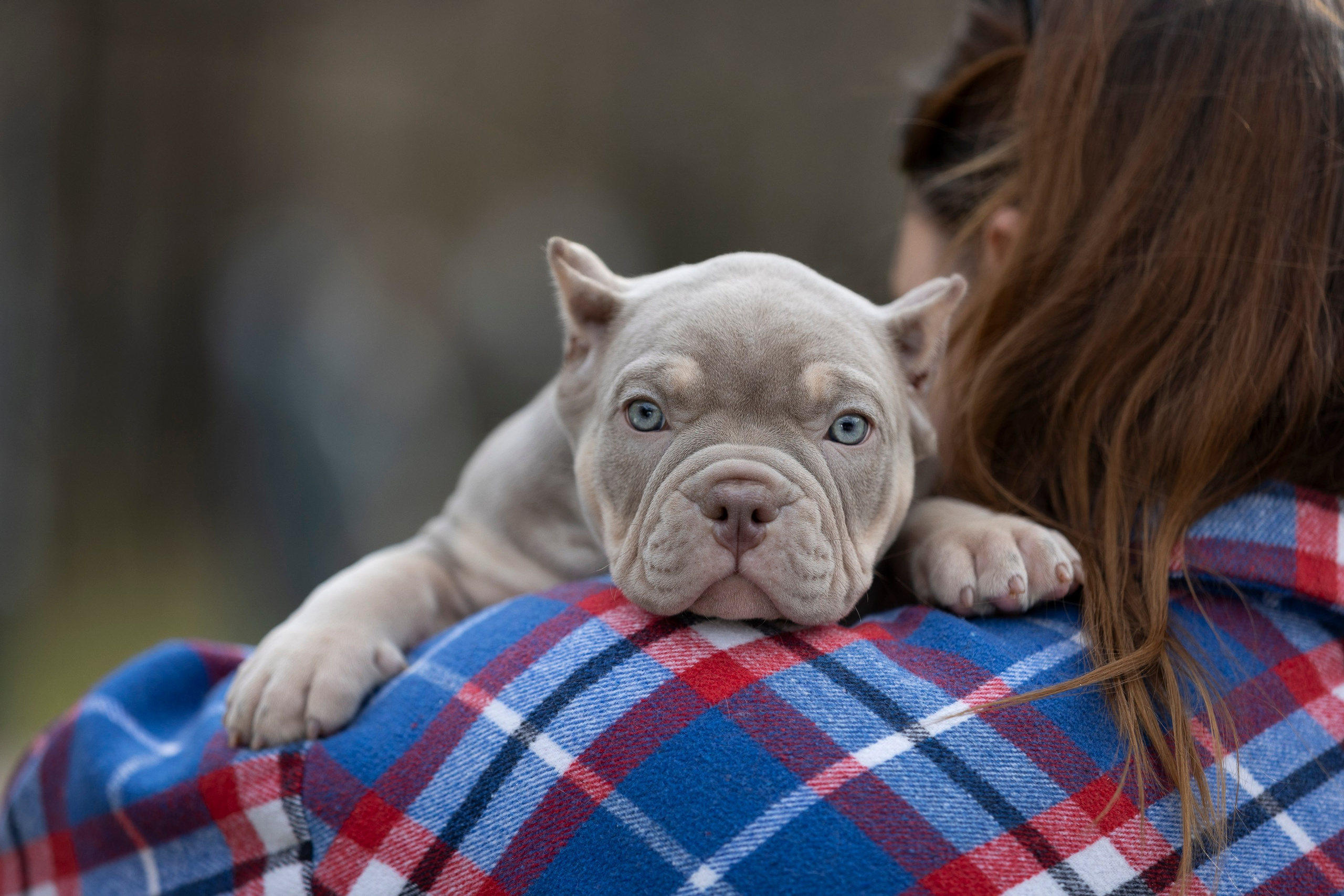 Американский Булли. Фотограф анималист, семейный фотограф, фотограф собак Комратова Мария. г. Москва