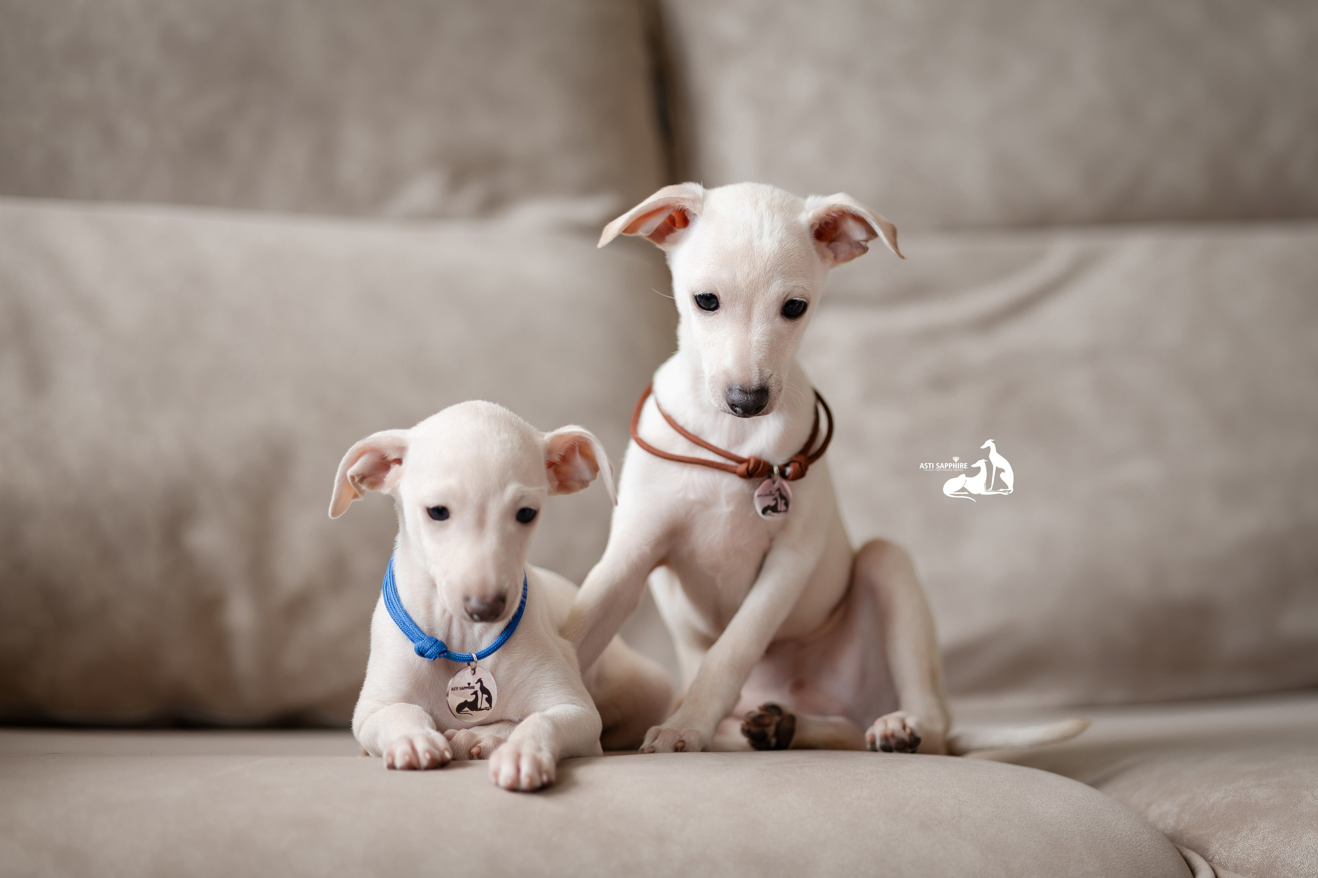 Белоснежные. Professional Italian Greyhound Kennel RKF/FCI ASTI SAPPHIRE 💎 Sochi|St. Petersburg