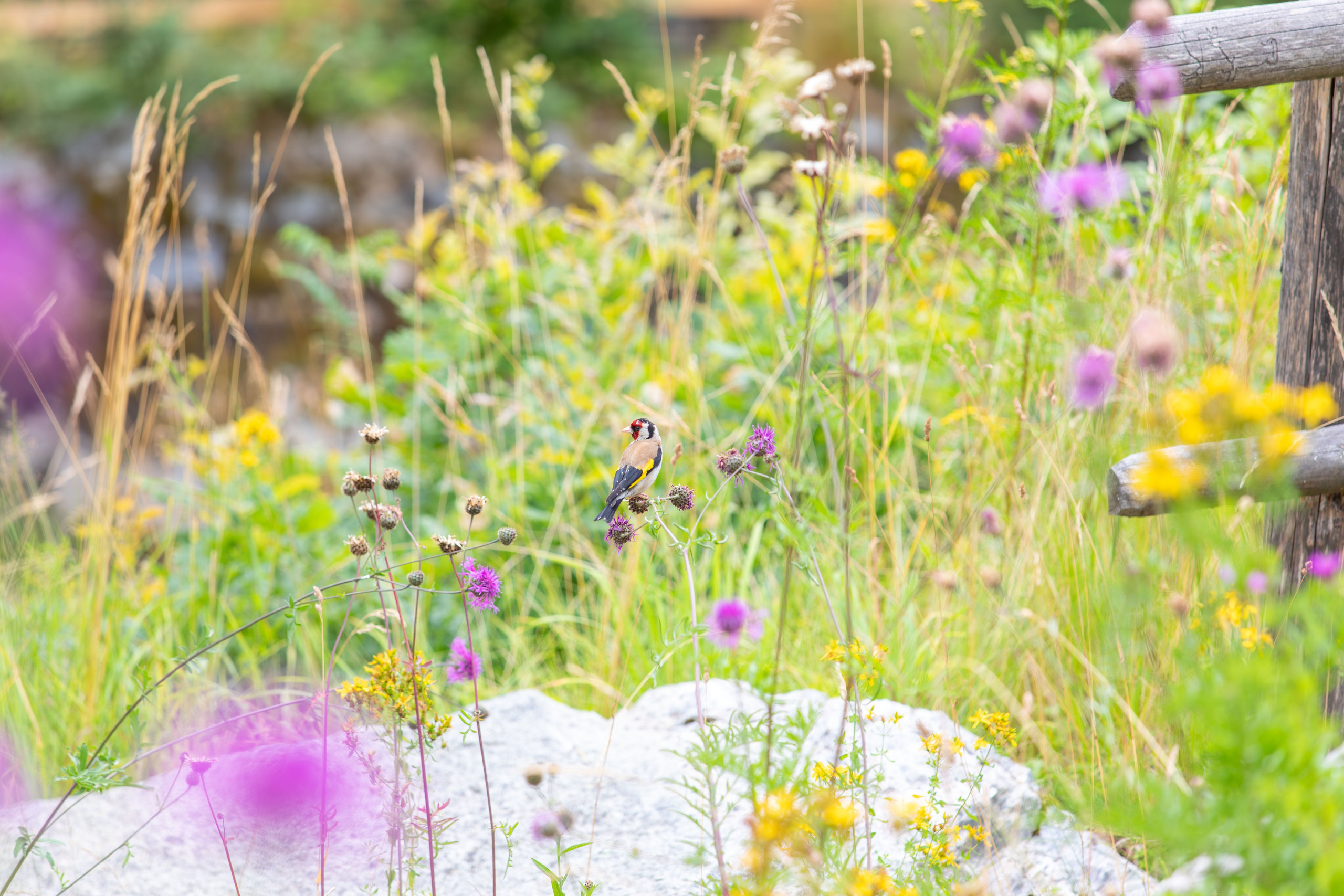 Sweden, Skansen. Воройская Анна