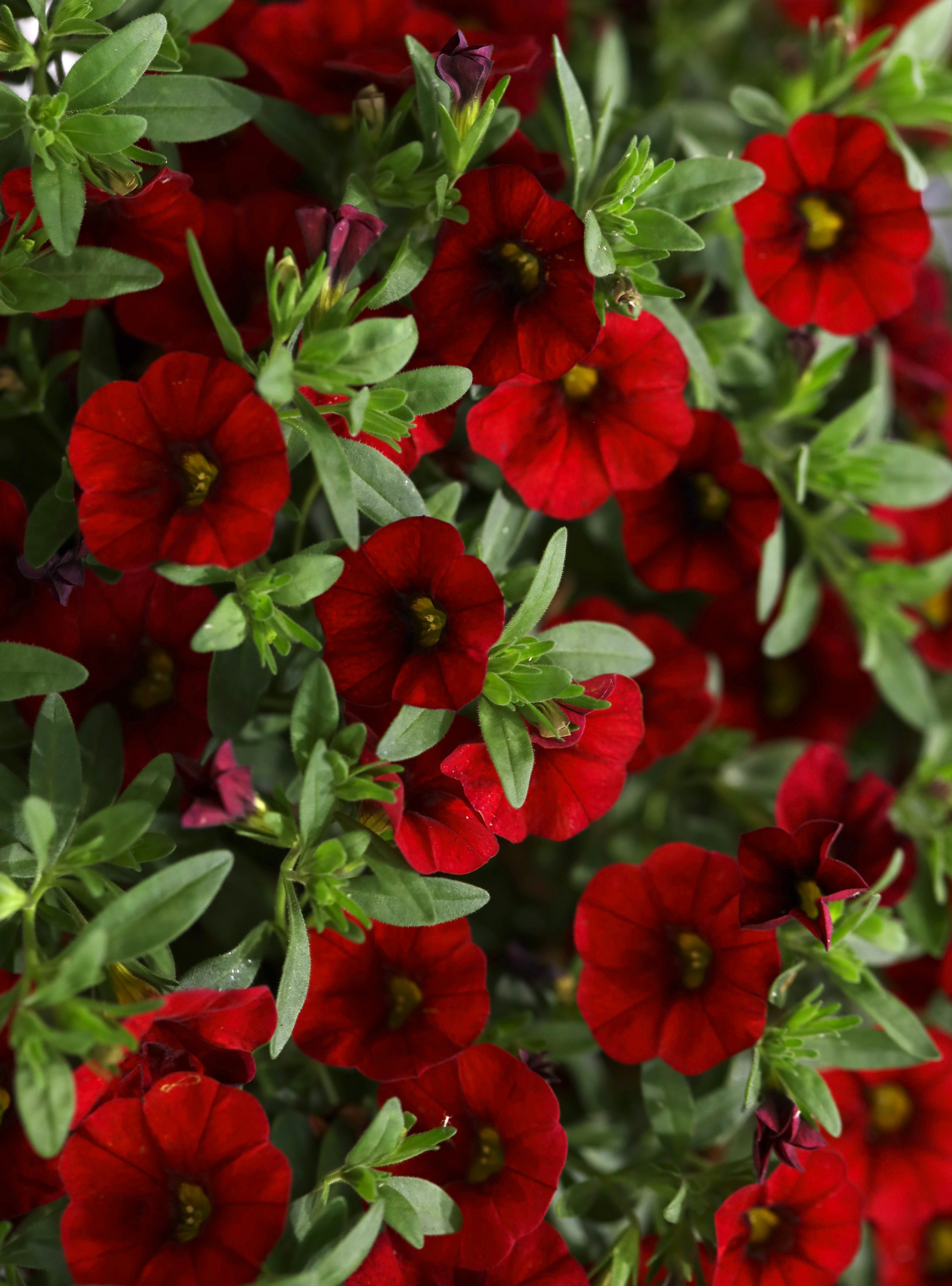 Цветы-Экспо 2023. Фотосессии и репортаж — Фотограф в Москве — Рина Серёгина