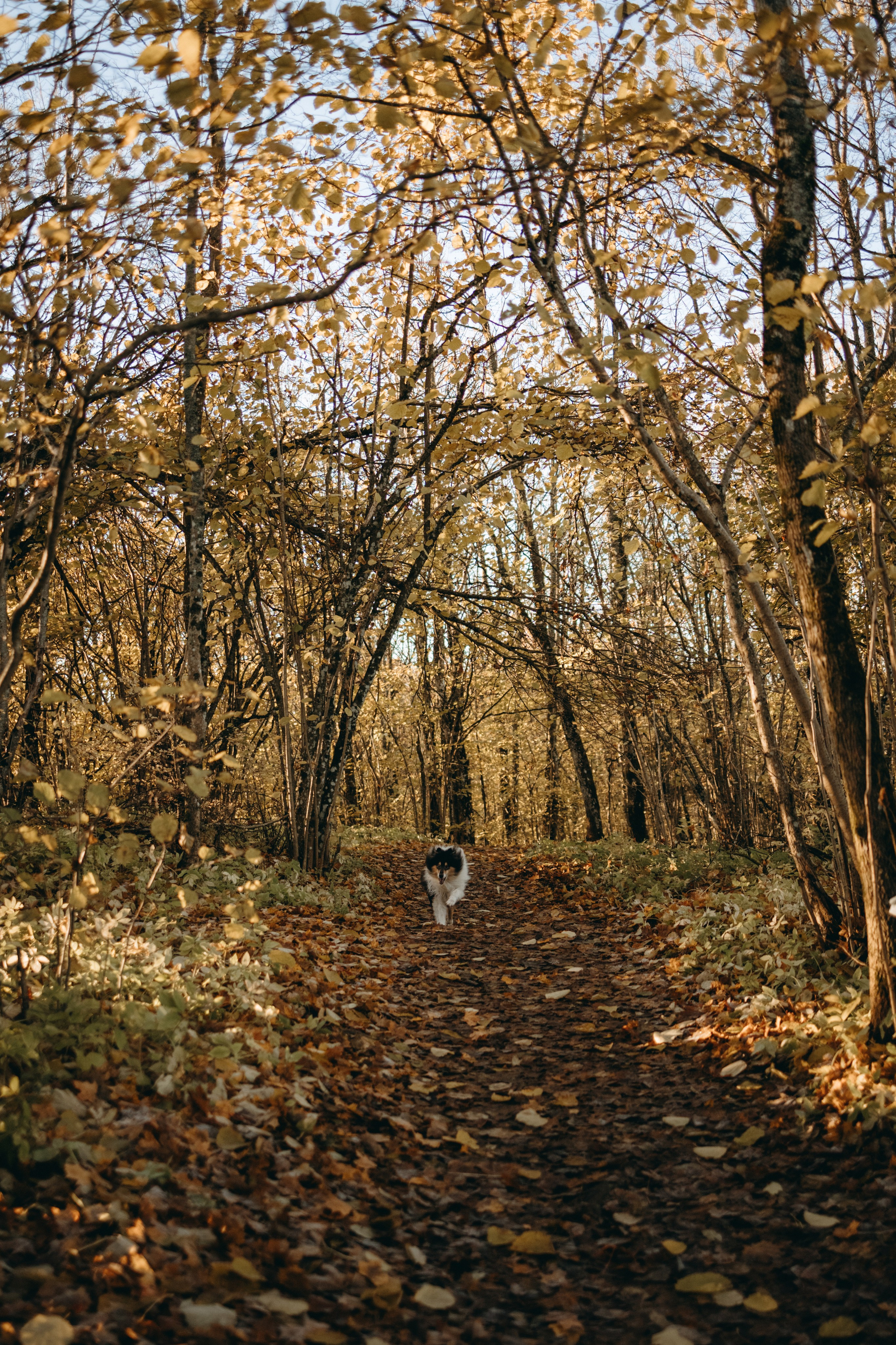 Ия и Барт. Фотограф — Анималист | Санкт-Петербург