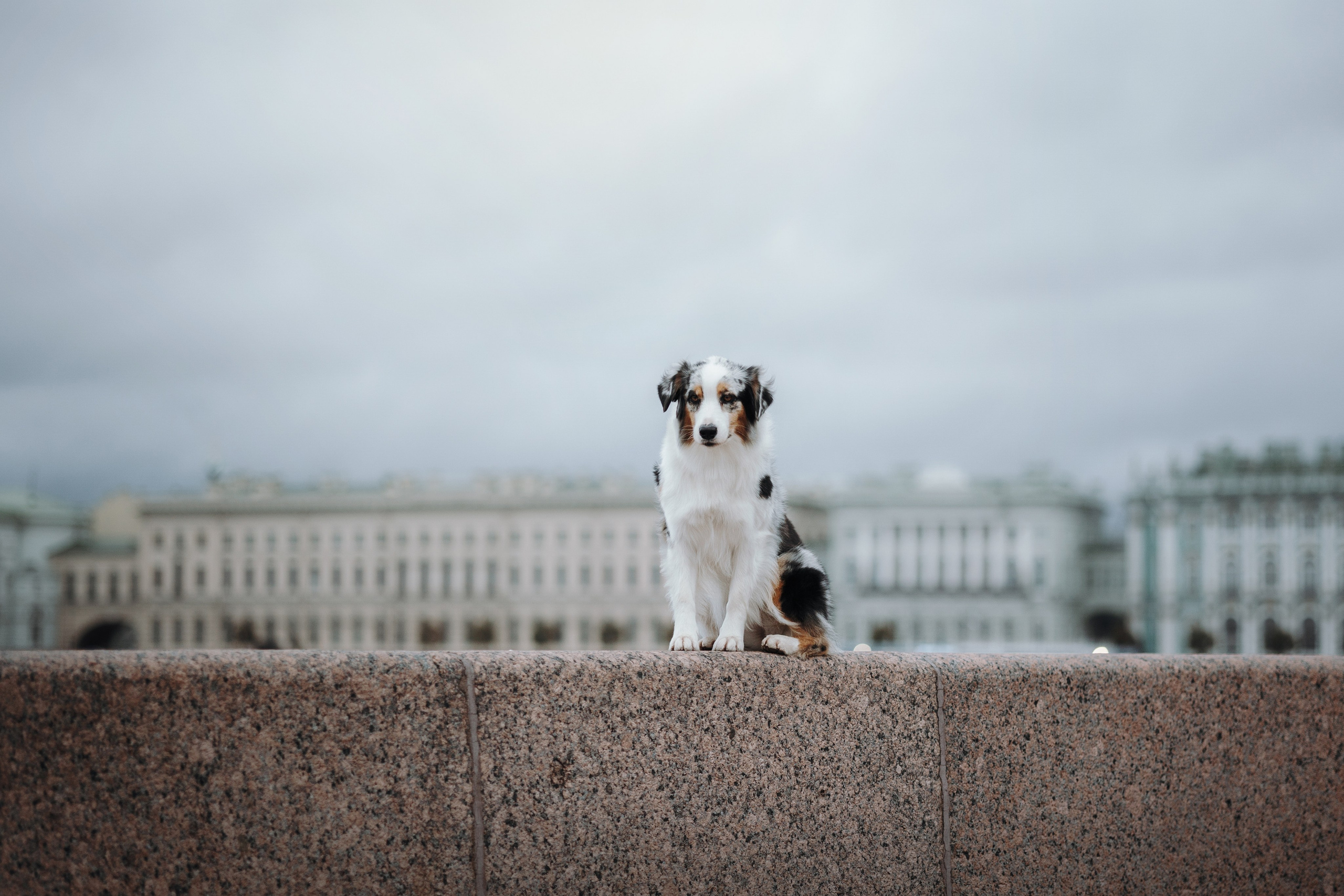 Ирина и Кайса. Фотограф — Анималист | Санкт-Петербург