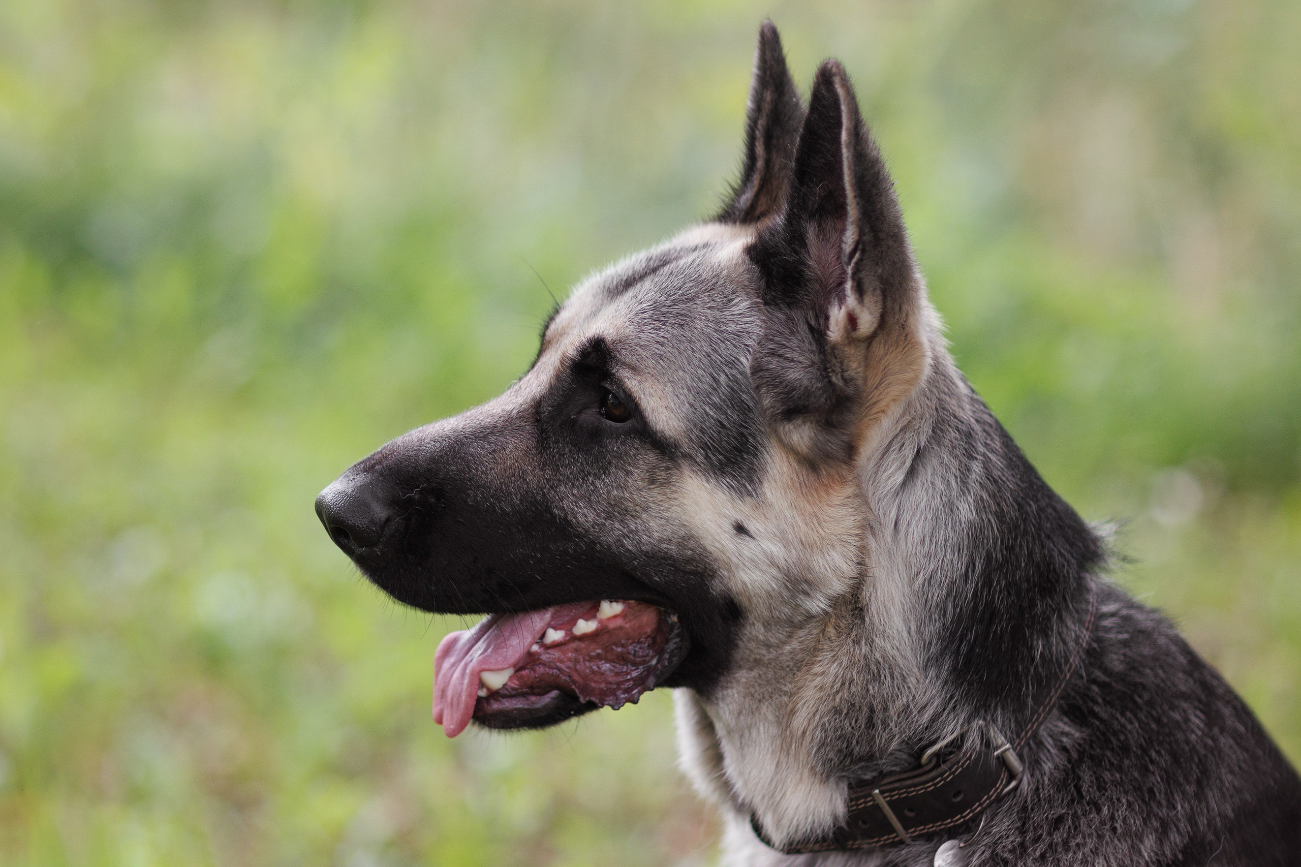 Оксана И Норд. Фотограф — Анималист Наталья Тямушева